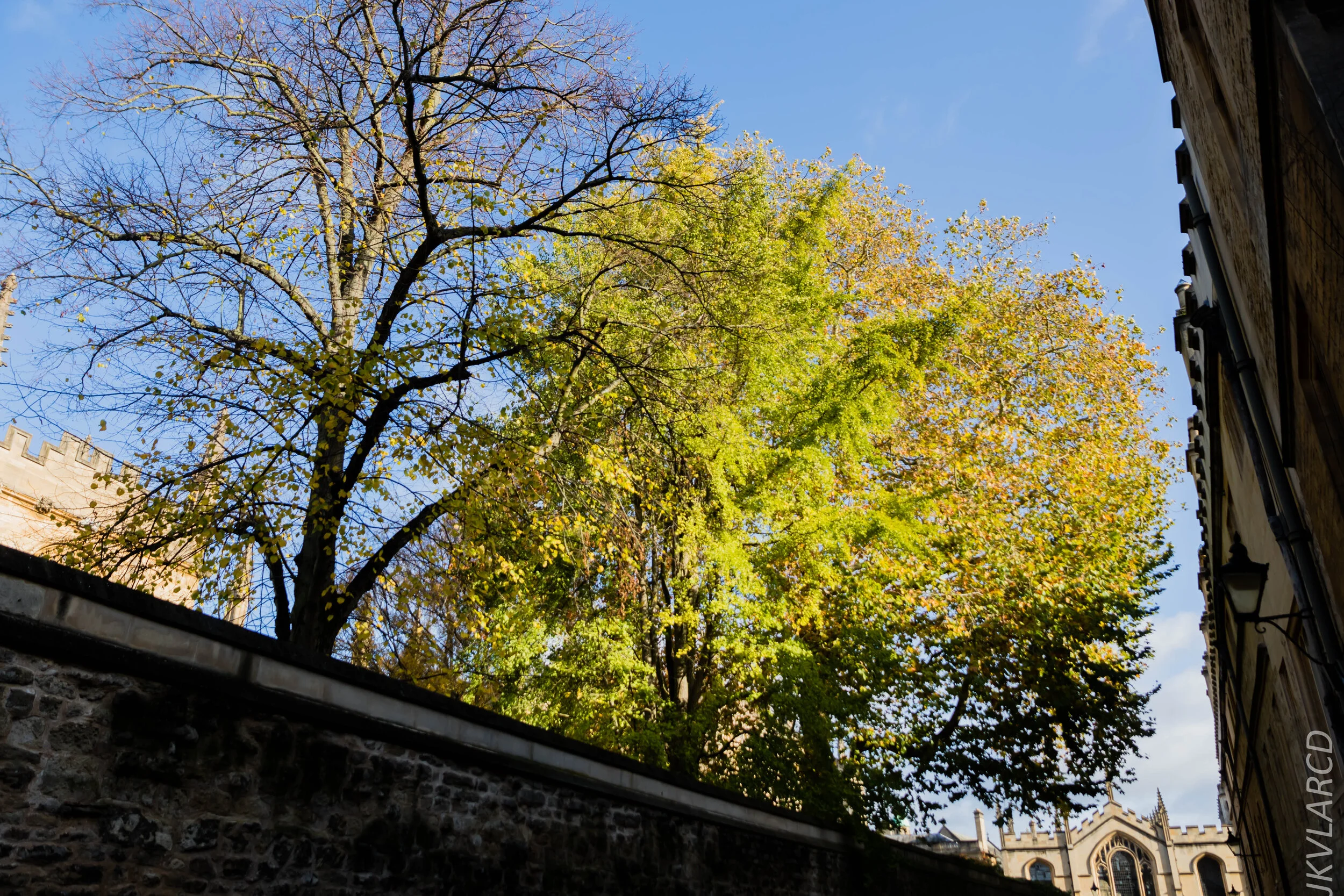 EOS 7D Mark II_2019_11_11_7970.jpg