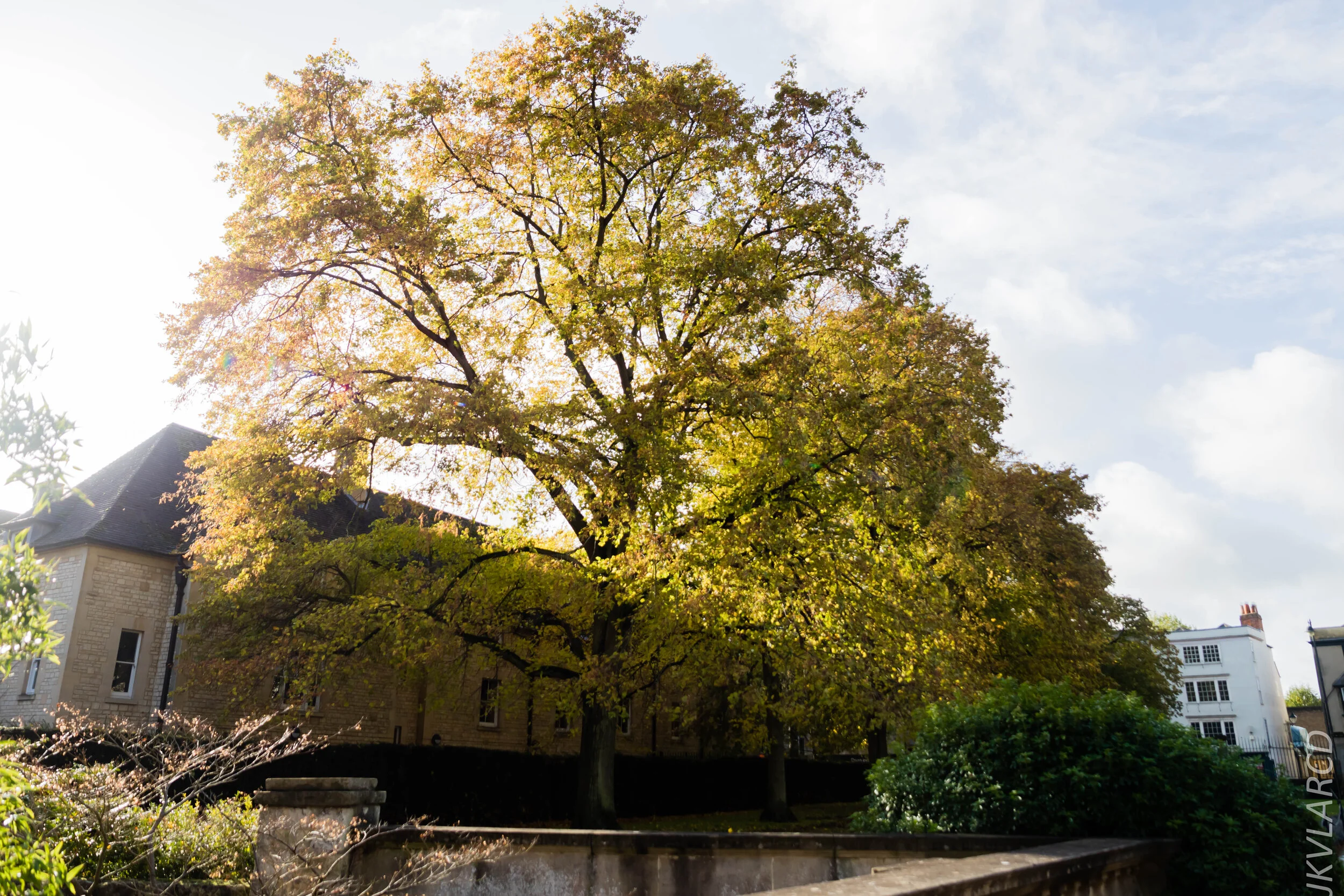 EOS 7D Mark II_2019_11_11_8011.jpg