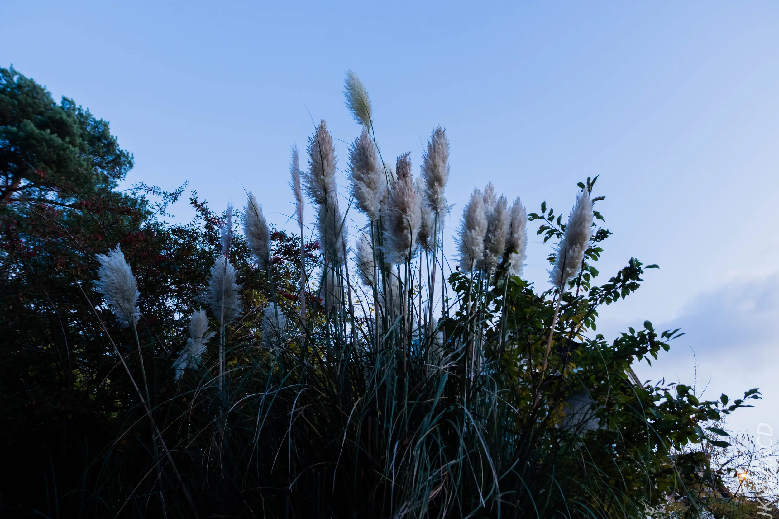 EOS 7D Mark II_2019_11_11_8068.jpg