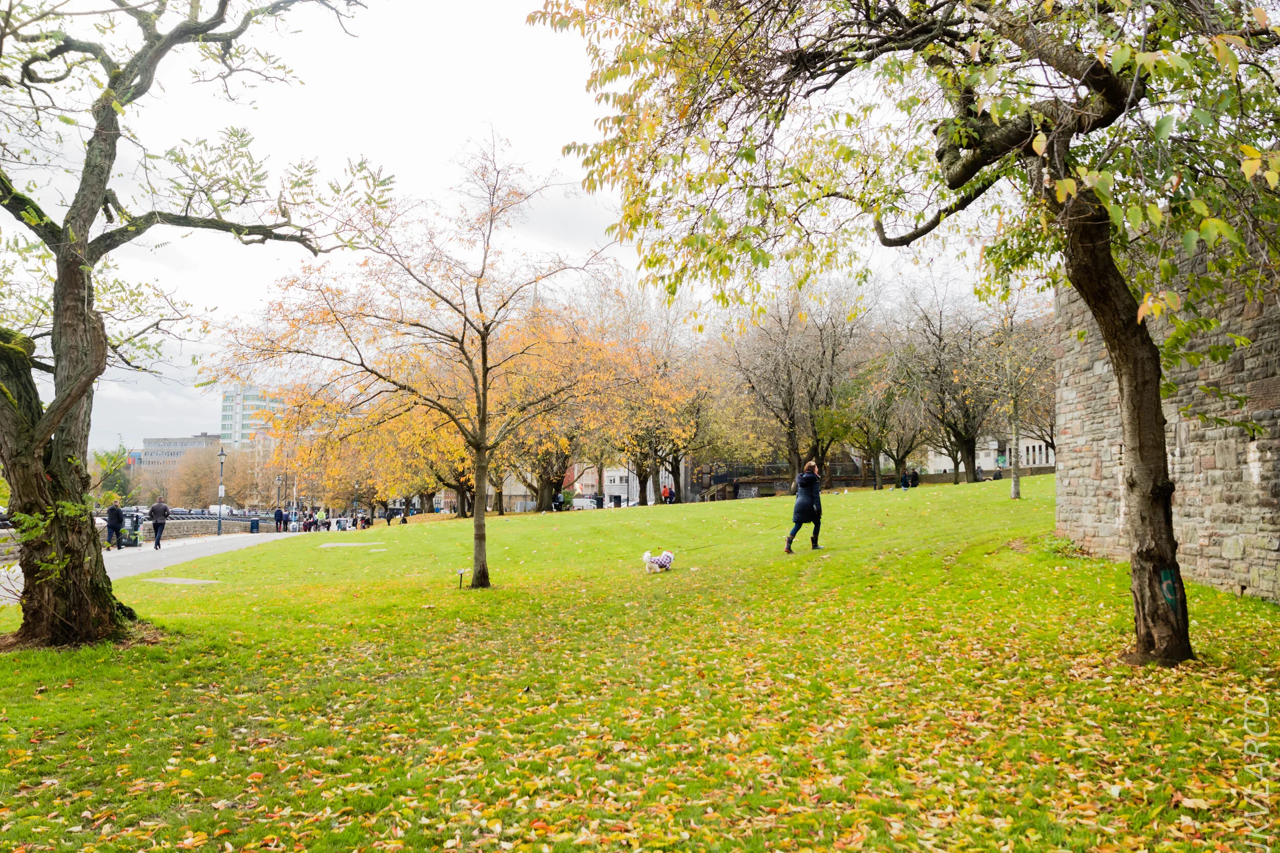 EOS 7D Mark II_2019_11_12_8102.jpg