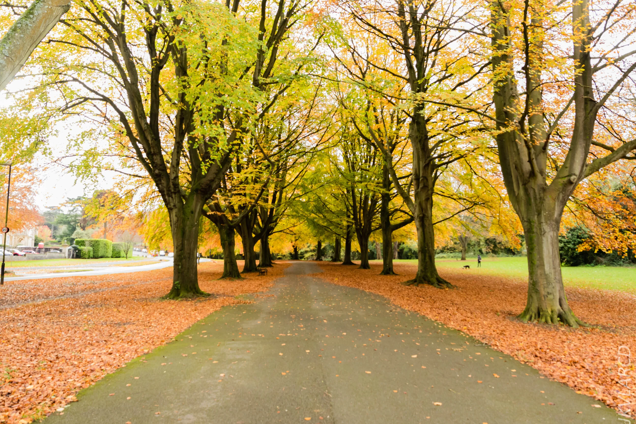 EOS 7D Mark II_2019_11_13_8225.jpg