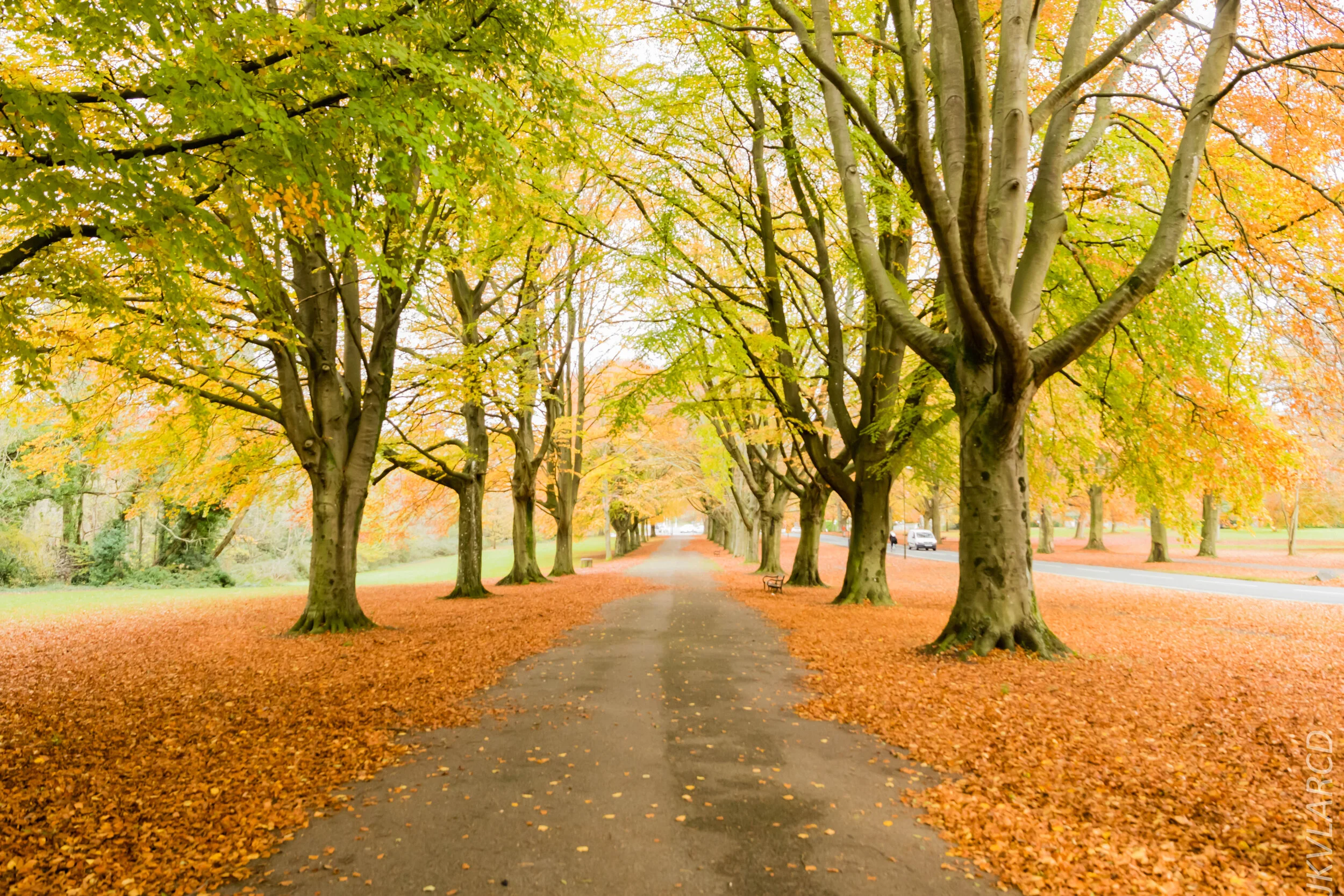 EOS 7D Mark II_2019_11_13_8226.jpg