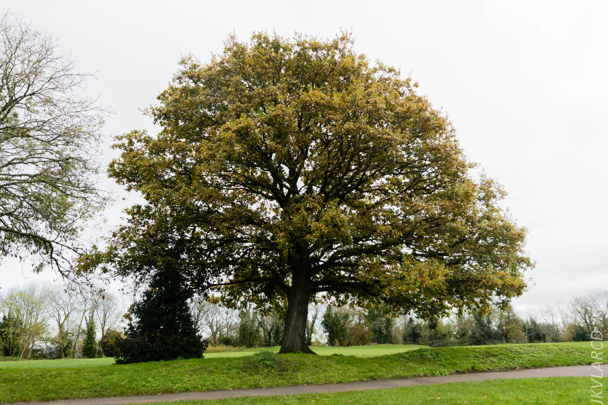 EOS 7D Mark II_2019_11_13_8234.jpg