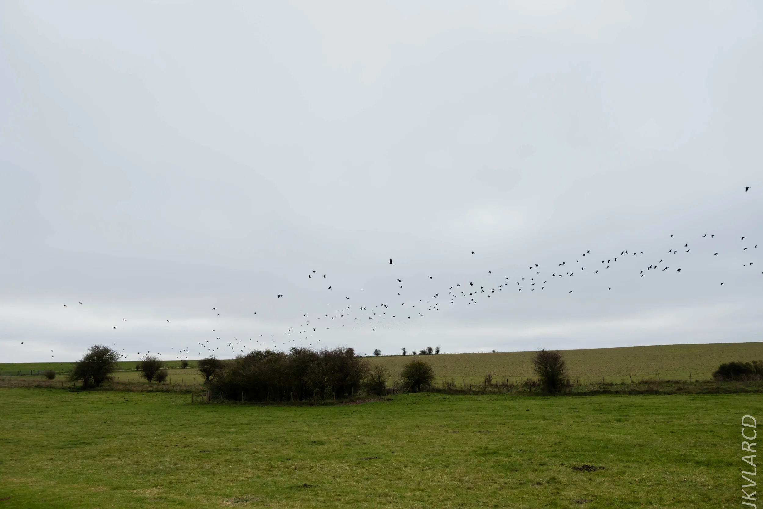 EOS 7D Mark II_2019_11_14_8285.jpg