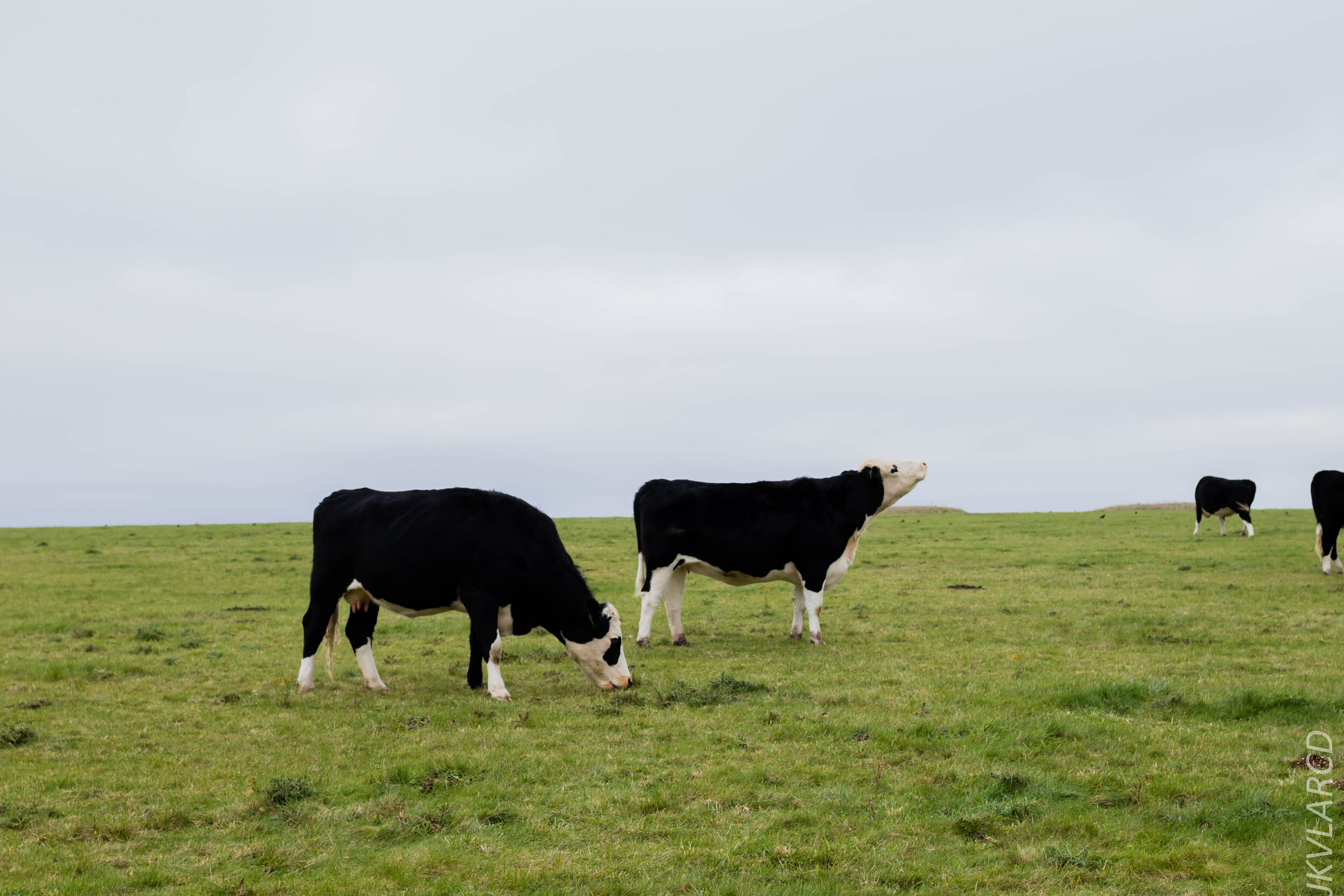 EOS 7D Mark II_2019_11_14_8325.jpg