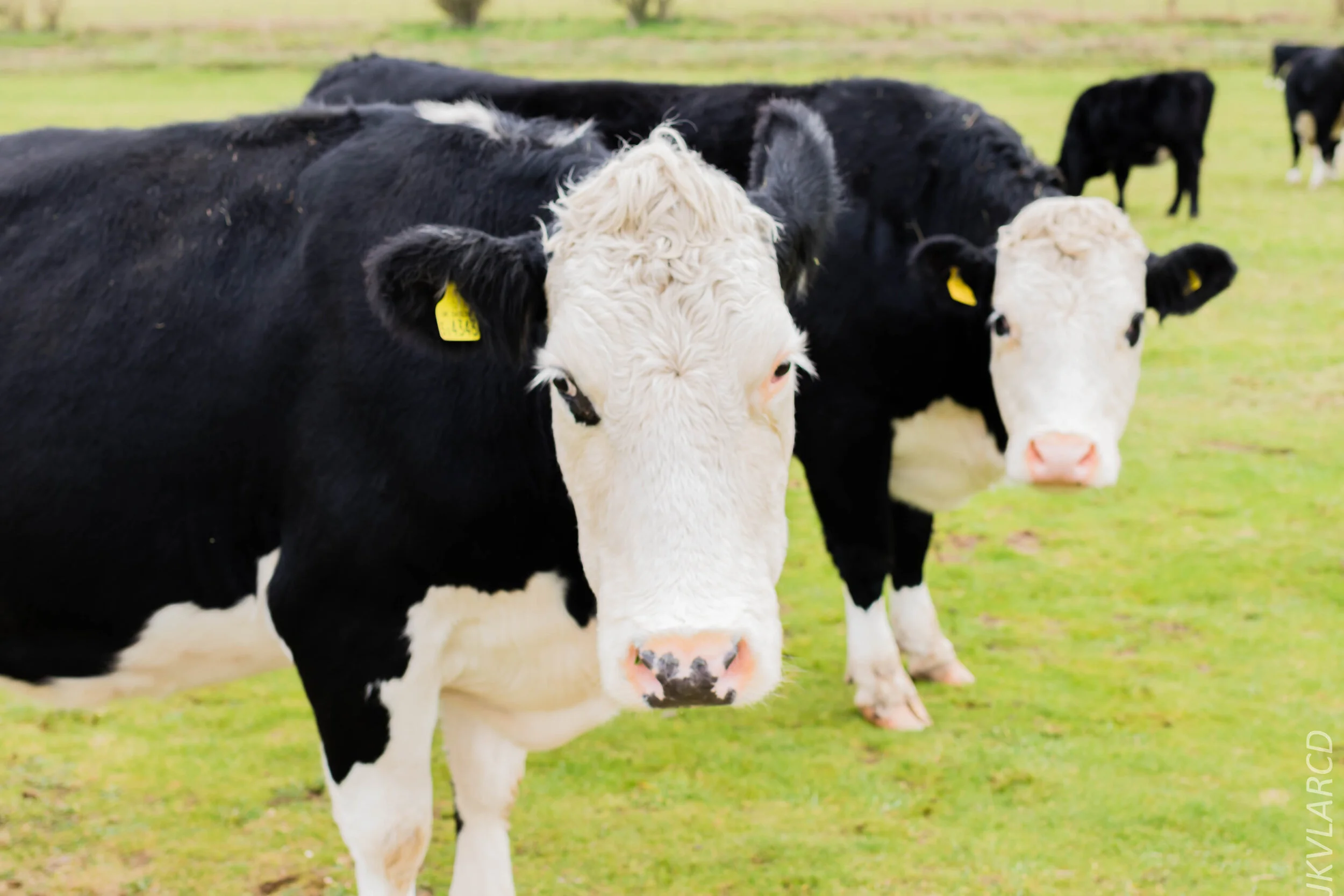 EOS 7D Mark II_2019_11_14_8329.jpg