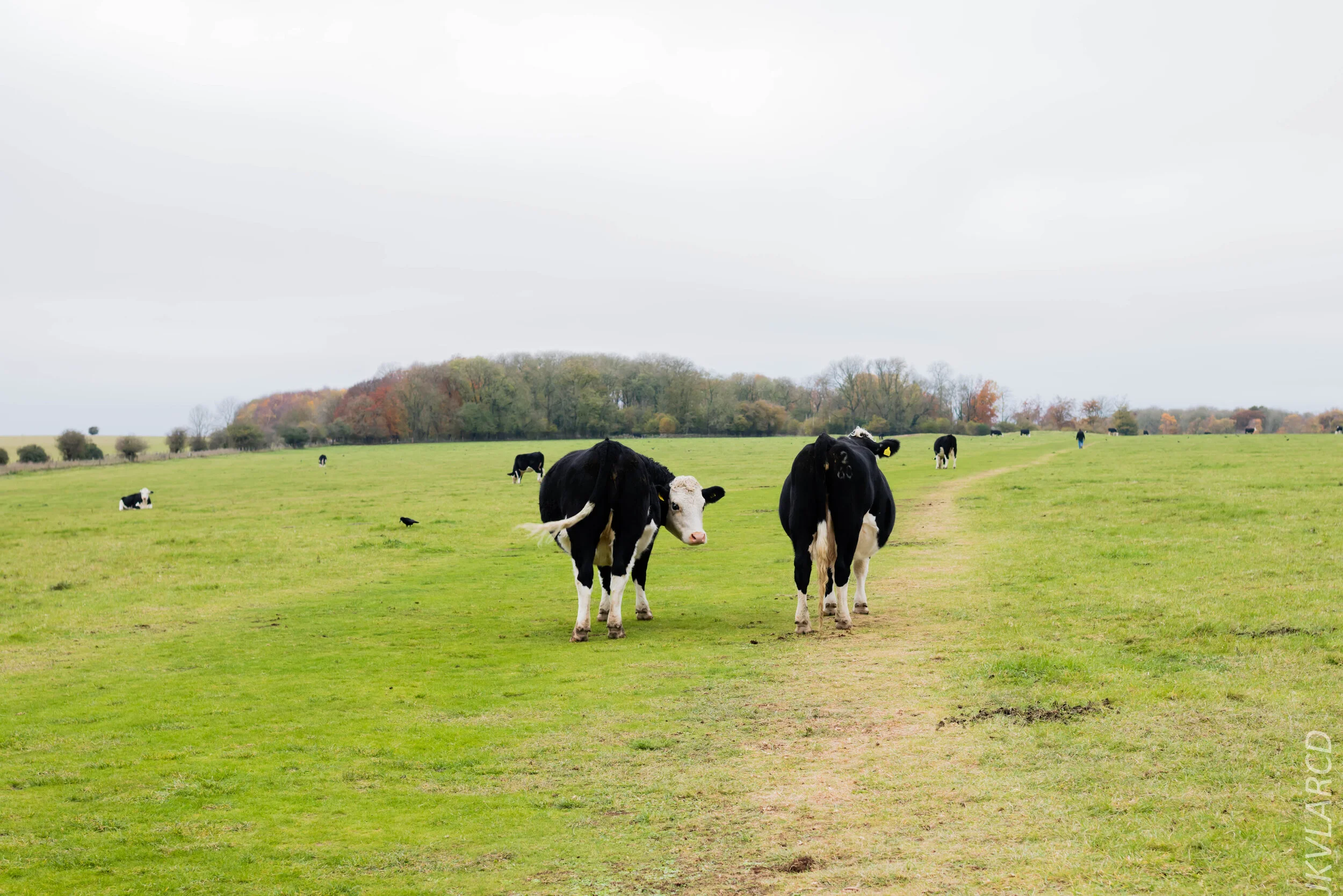 EOS 7D Mark II_2019_11_14_8328.jpg