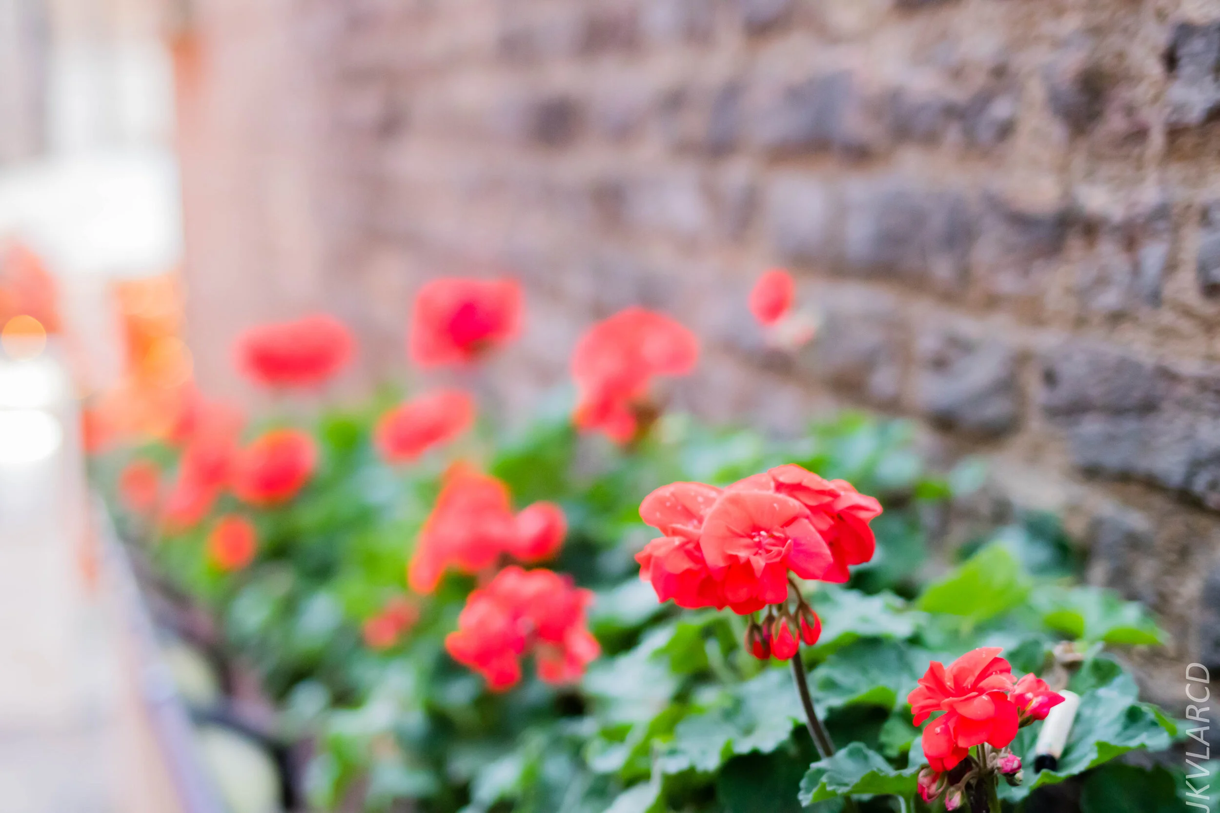 EOS 7D Mark II_2019_11_15_8357.jpg