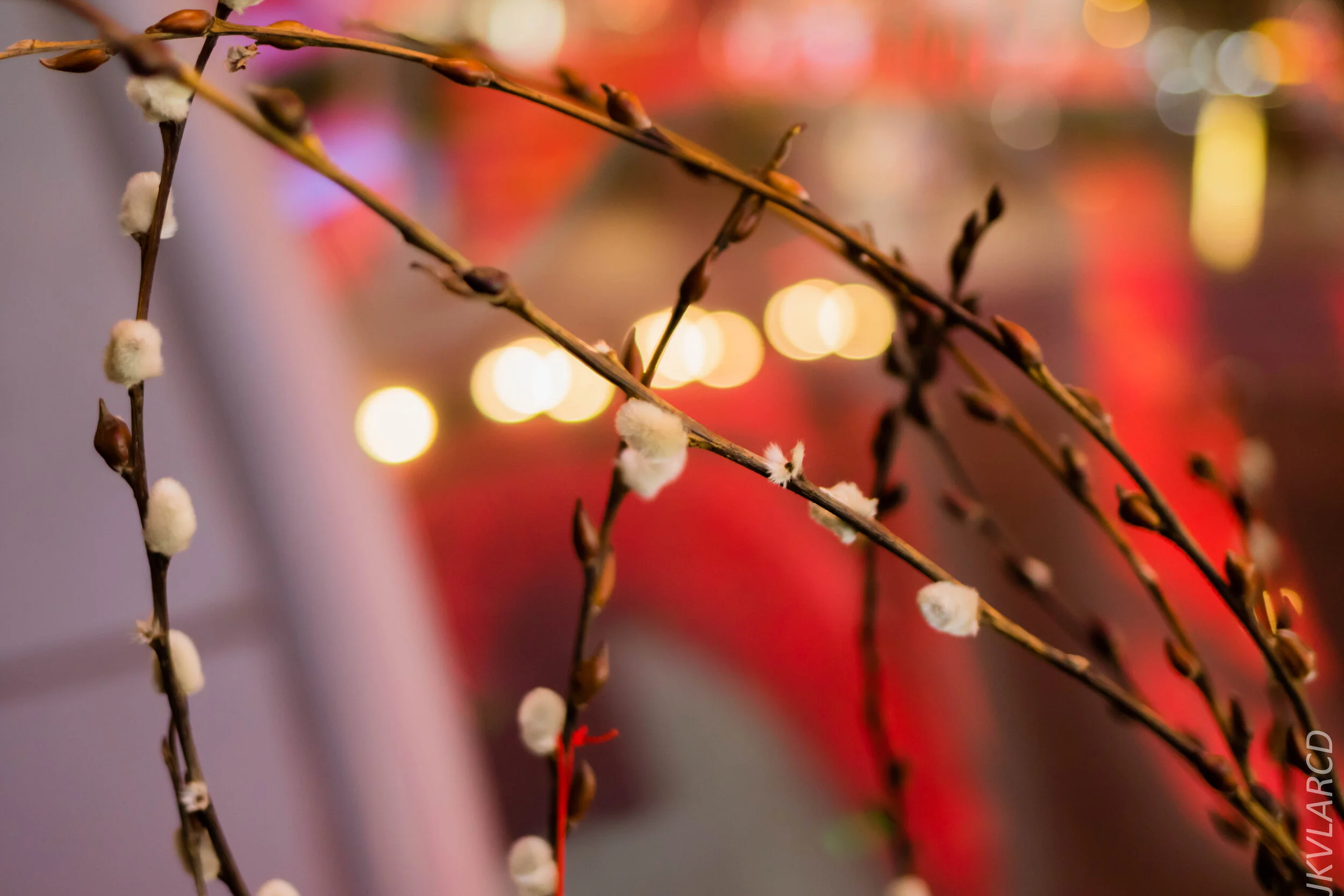 EOS 7D Mark II_2020_02_08_9624.jpg