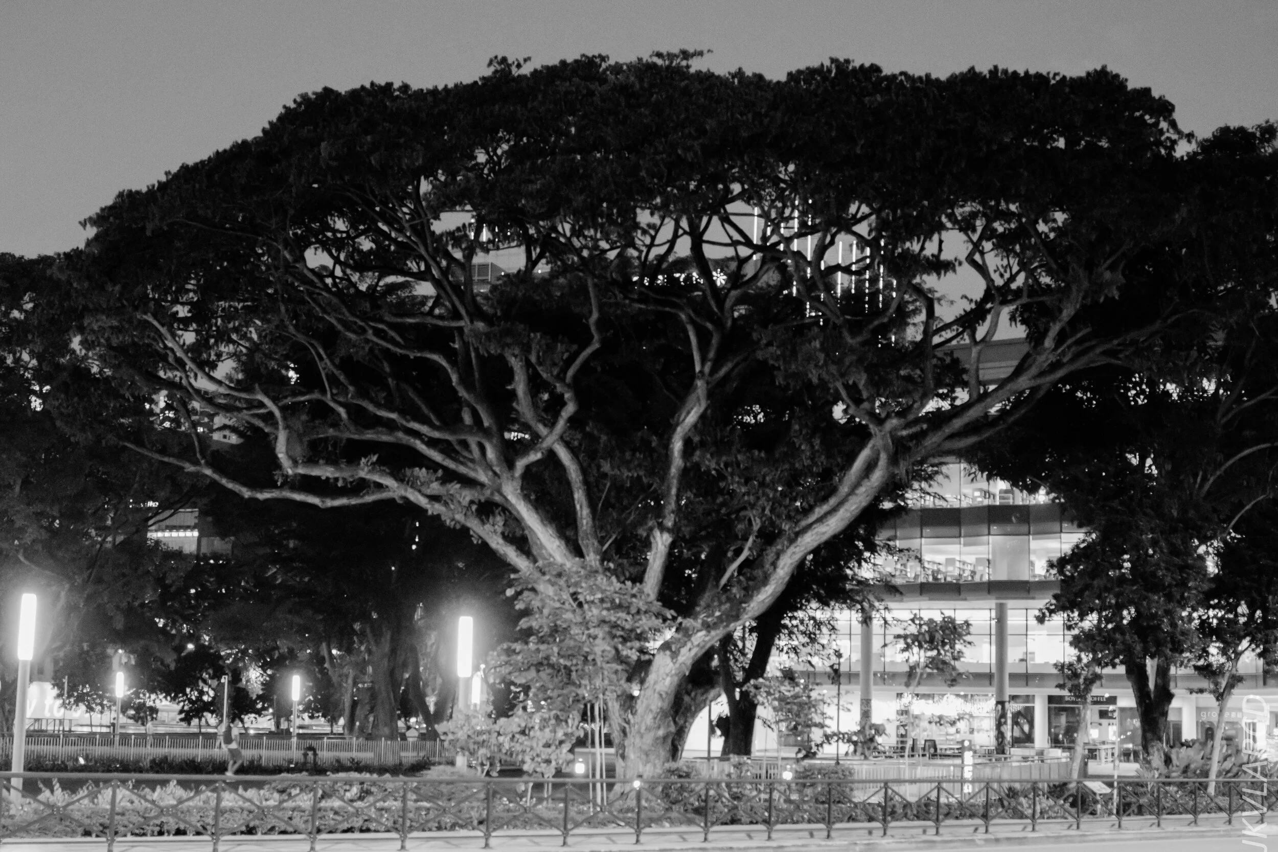 EOS 7D Mark II_2020_02_22_9654.jpg