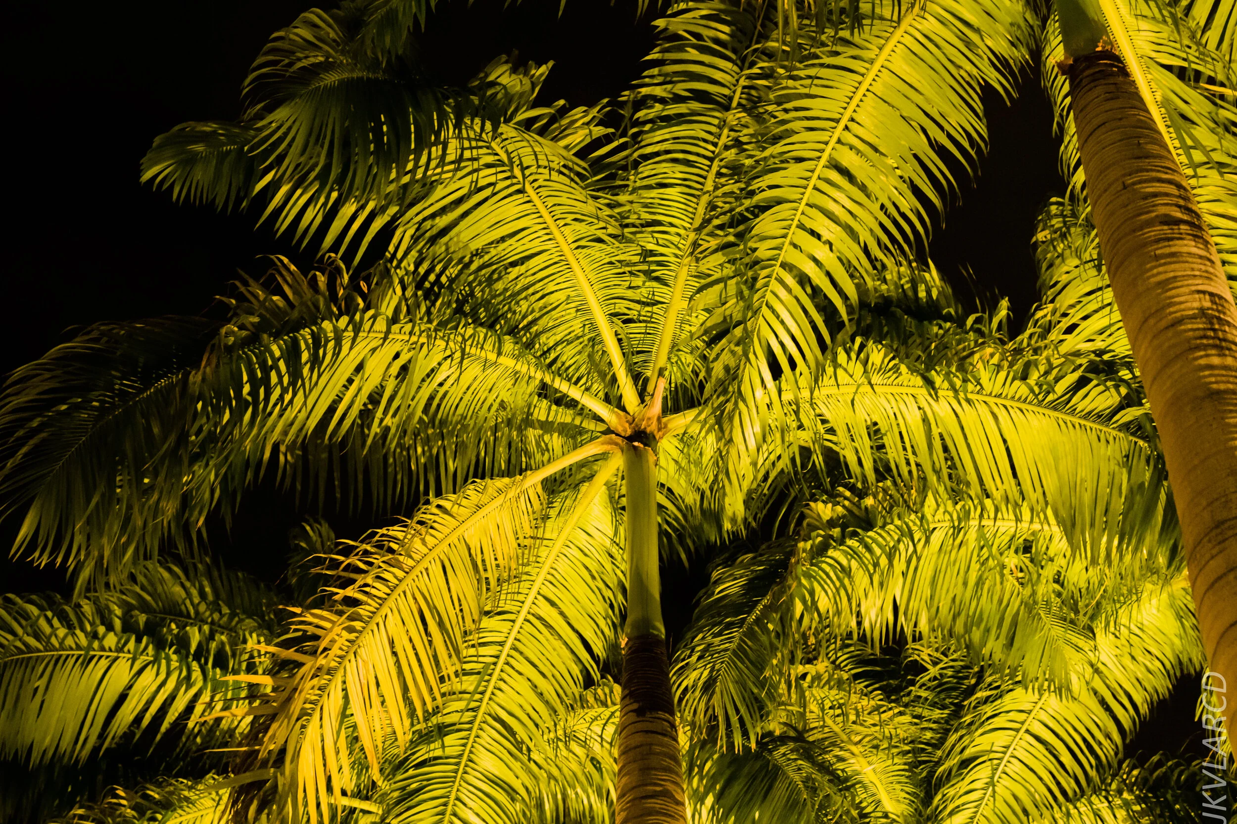 EOS 7D Mark II_2020_03_07_9891.jpg