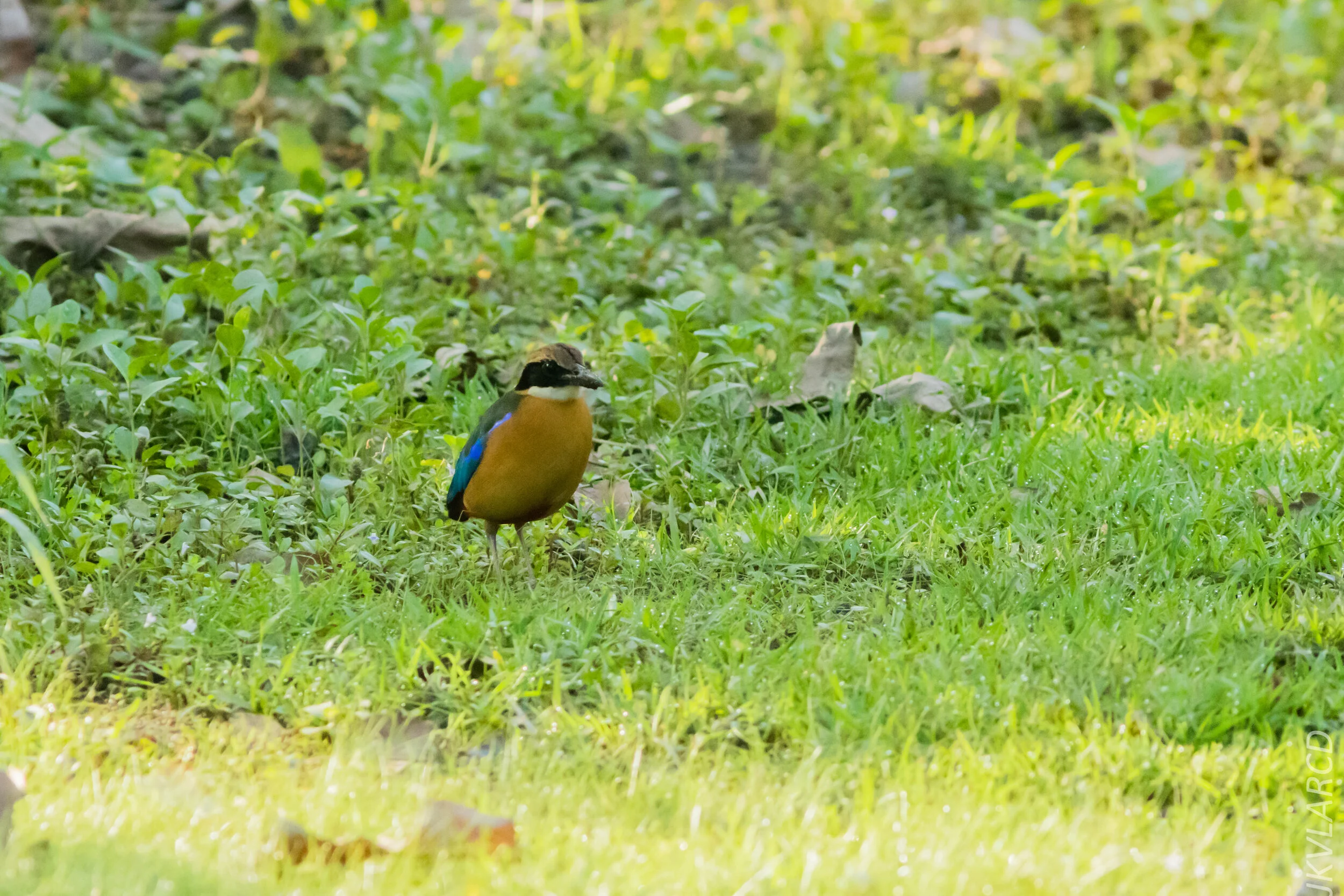 EOS 7D Mark II_2020_03_15_0038.jpg
