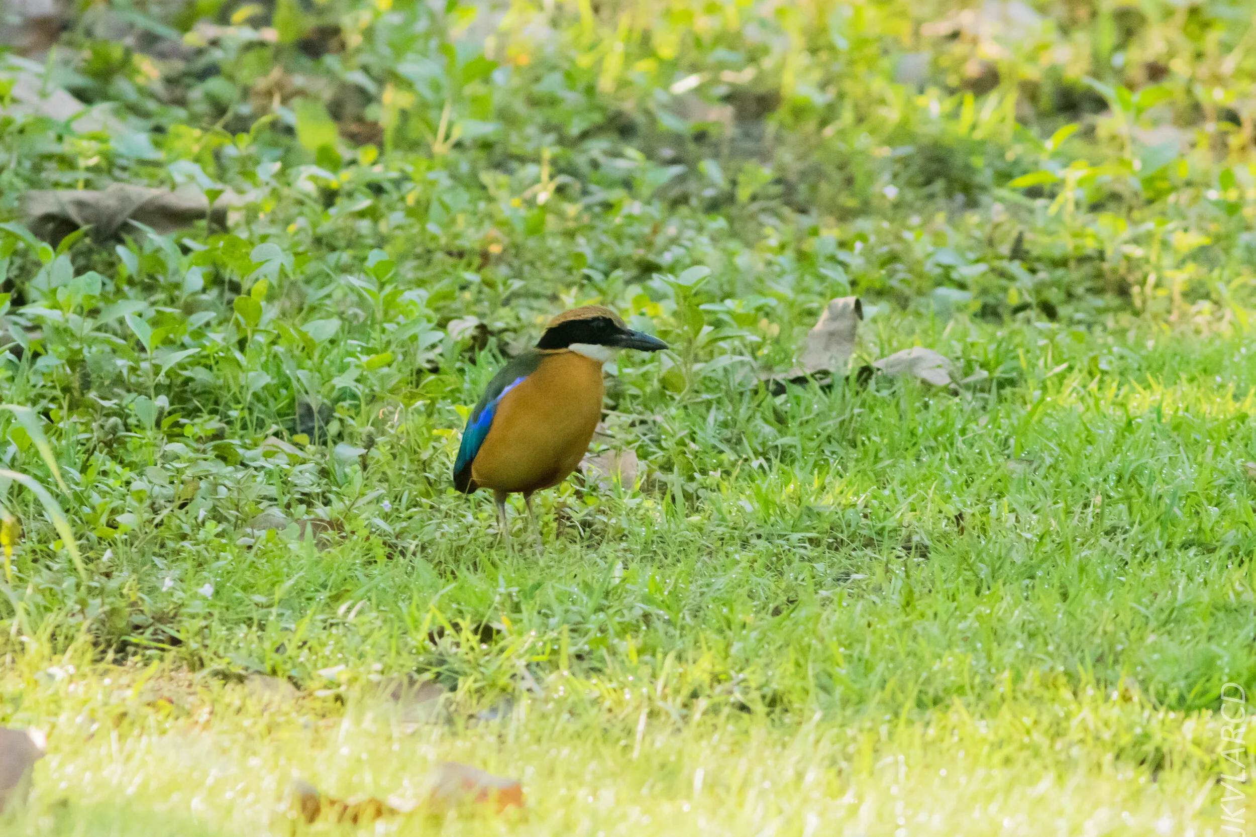 EOS 7D Mark II_2020_03_15_0042.jpg