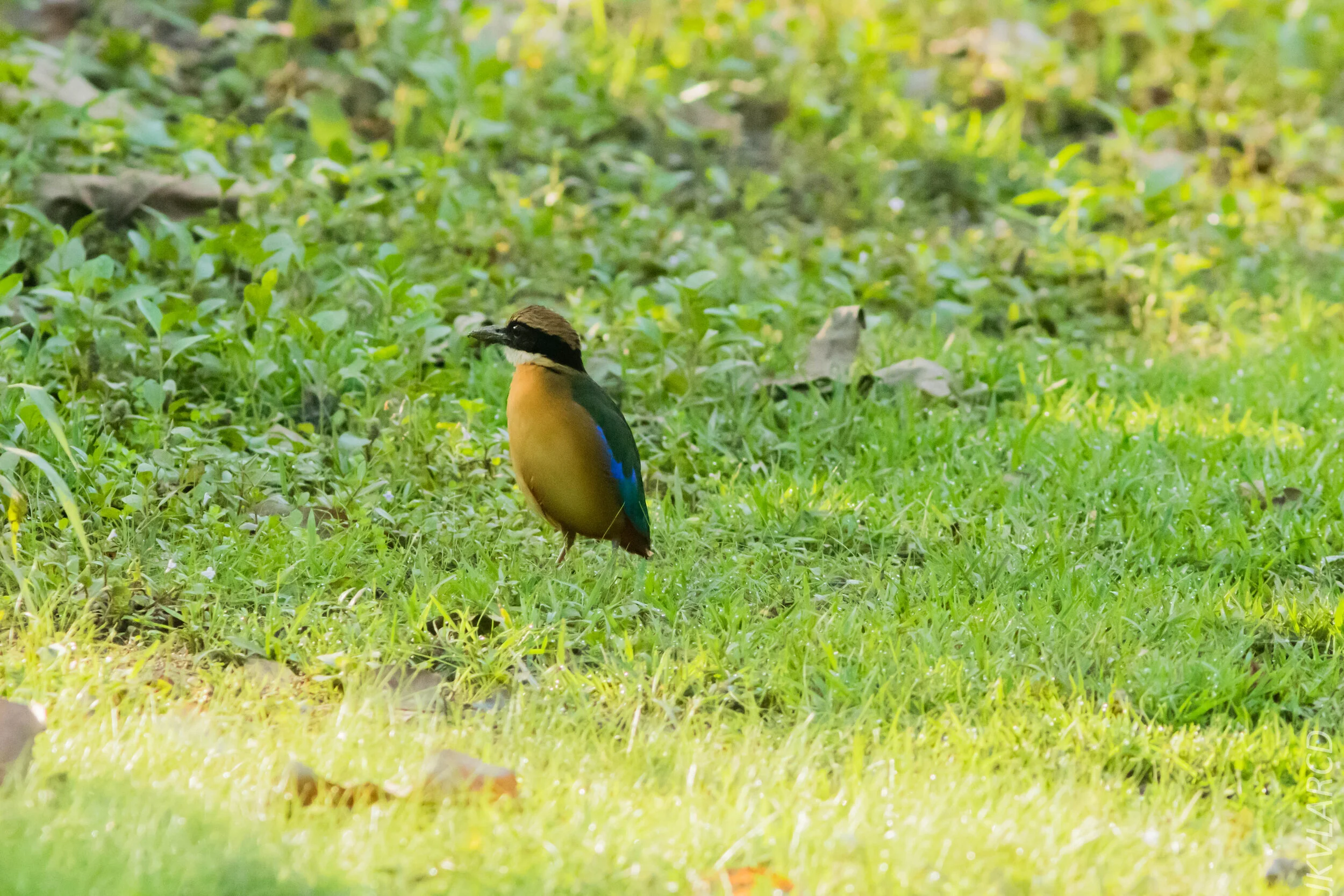 EOS 7D Mark II_2020_03_15_0051.jpg
