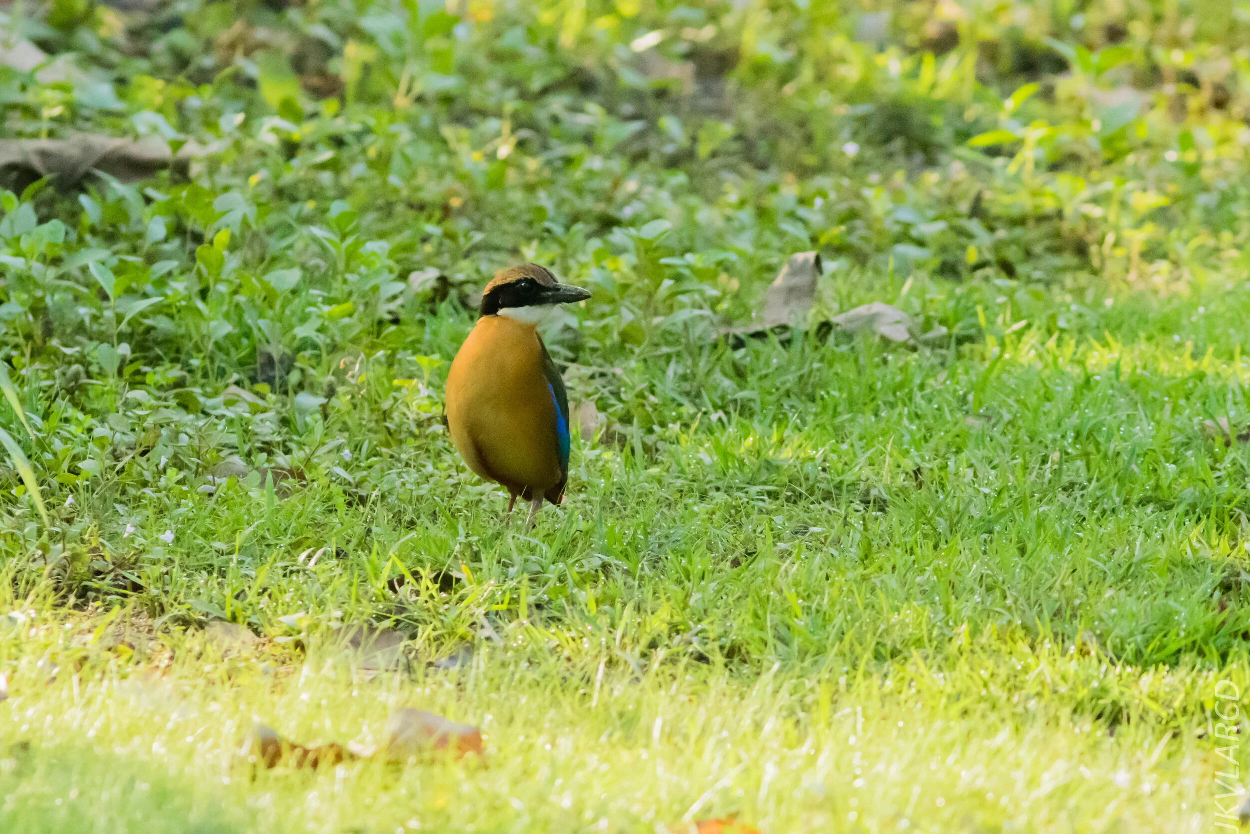EOS 7D Mark II_2020_03_15_0060.jpg