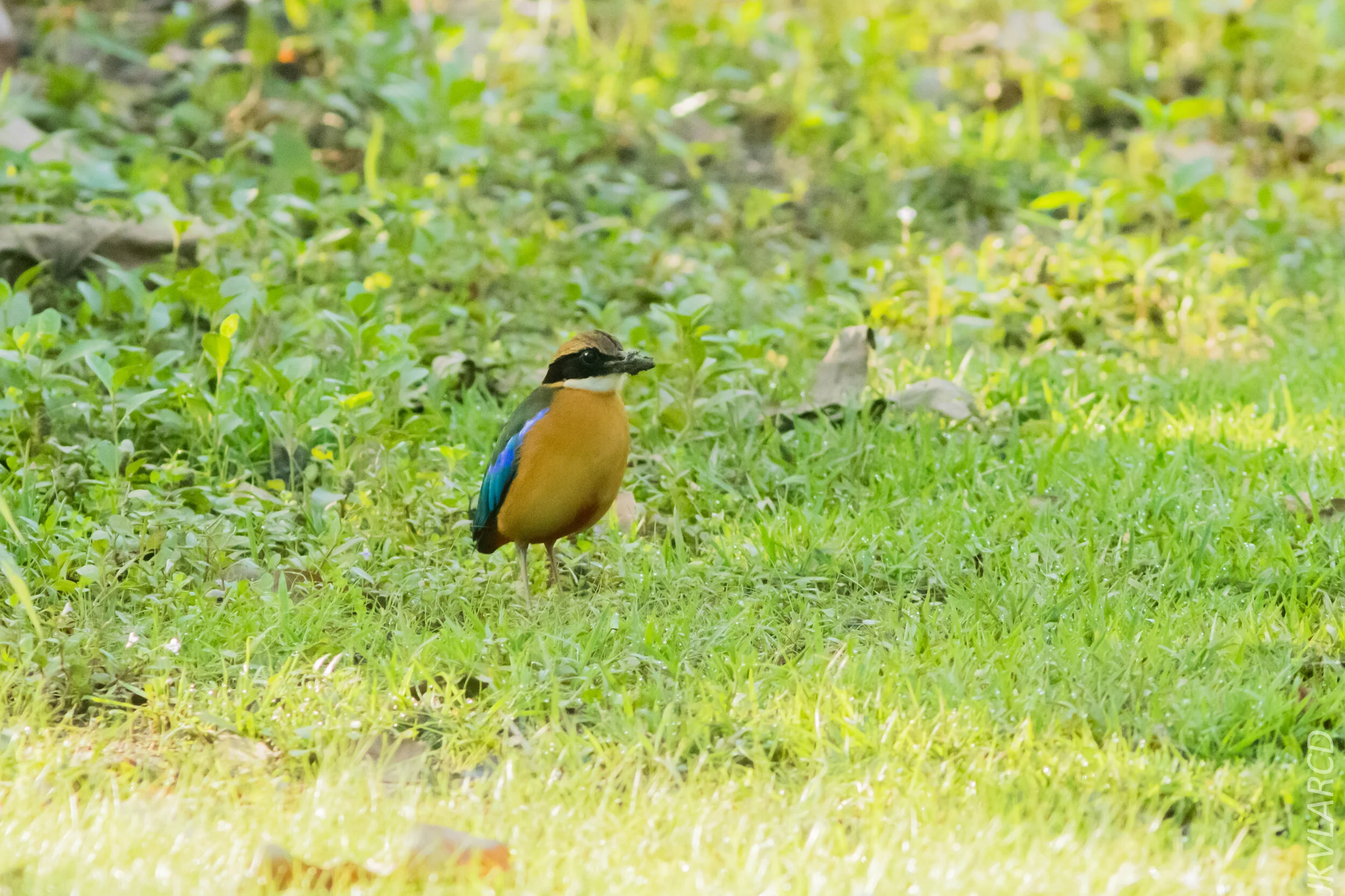 EOS 7D Mark II_2020_03_15_0072.jpg