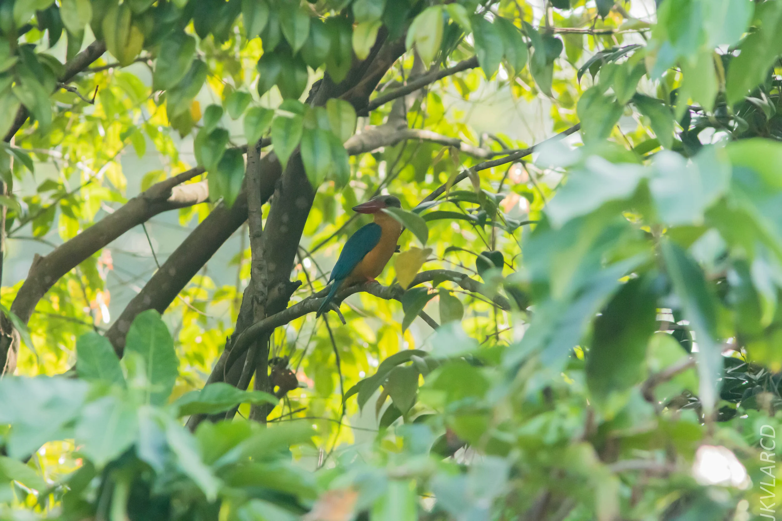 EOS 7D Mark II_2020_03_15_0085.jpg