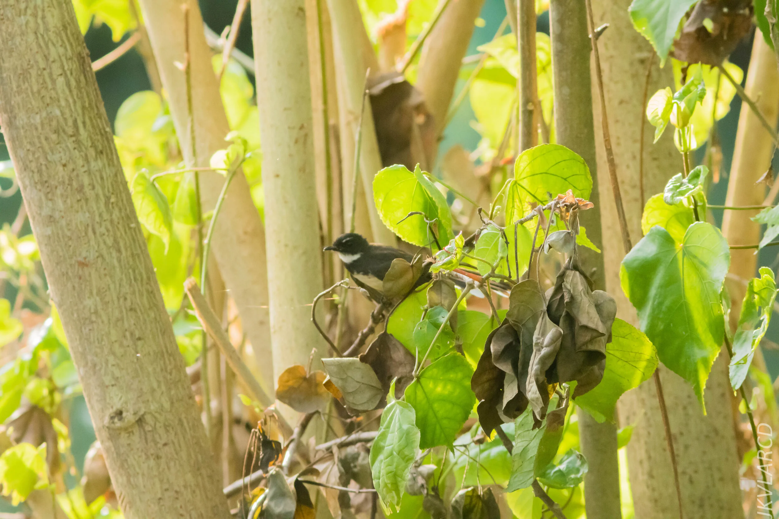 EOS 7D Mark II_2020_03_15_0077.jpg