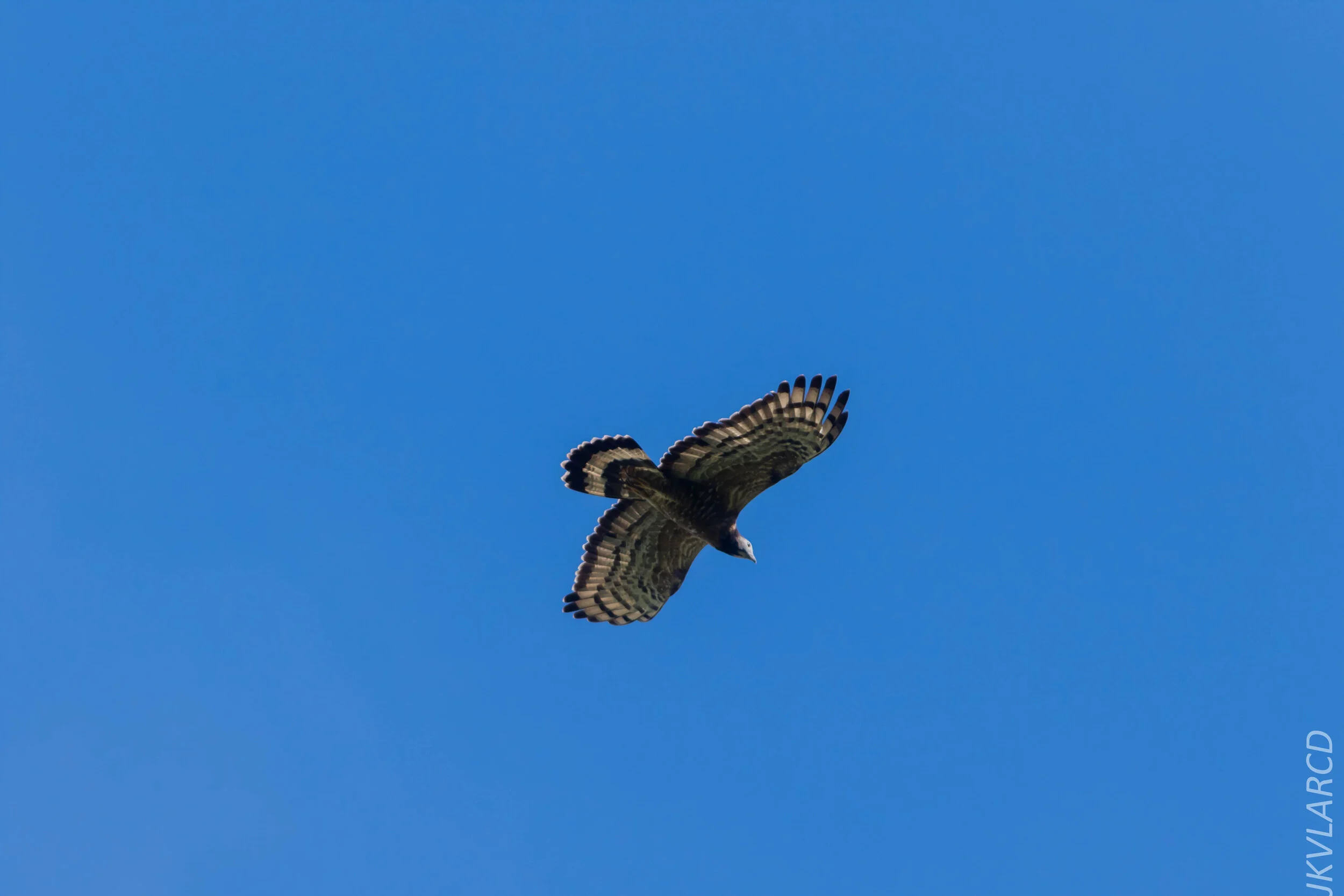 EOS 7D Mark II_2020_03_15_0138.jpg