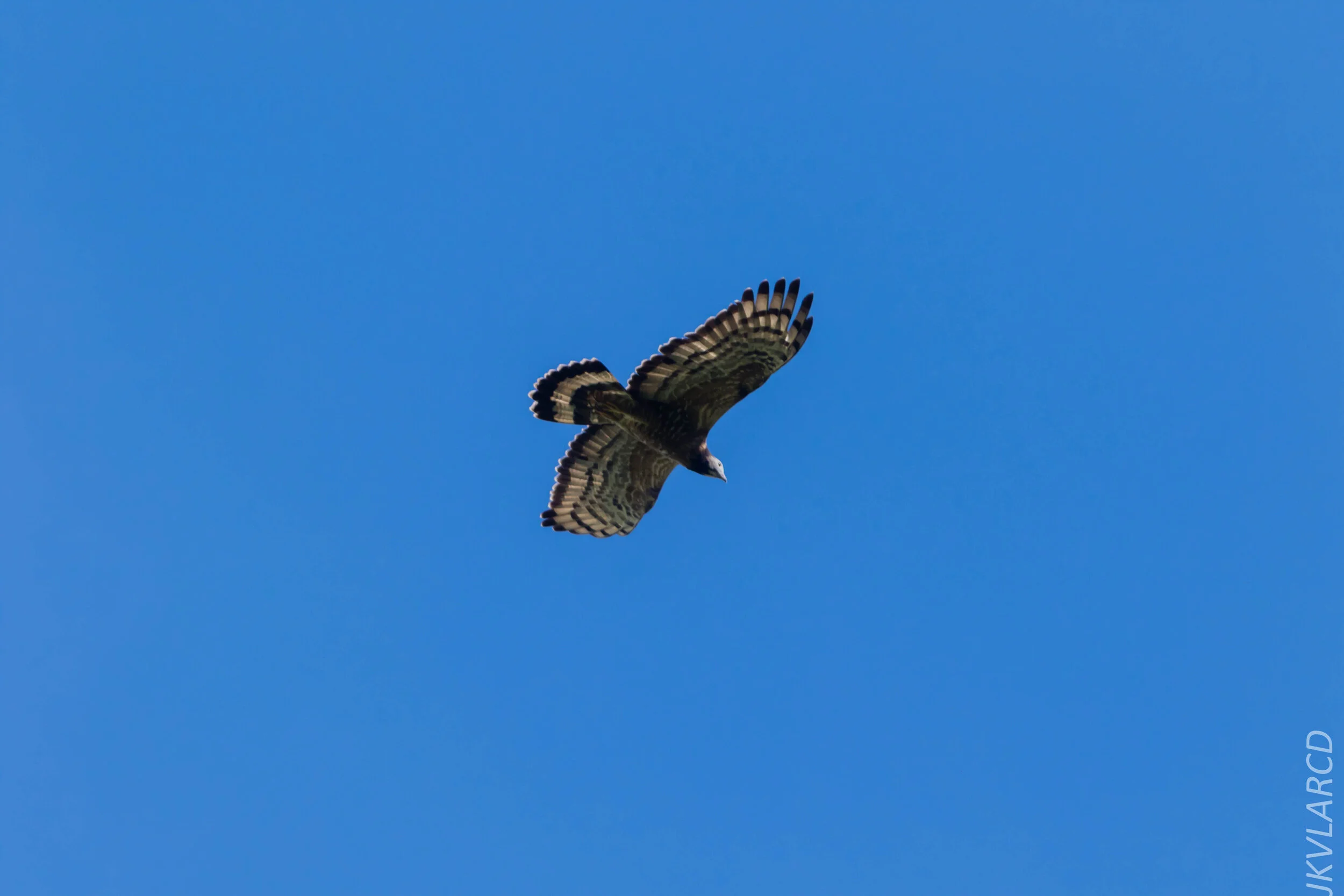 EOS 7D Mark II_2020_03_15_0139.jpg