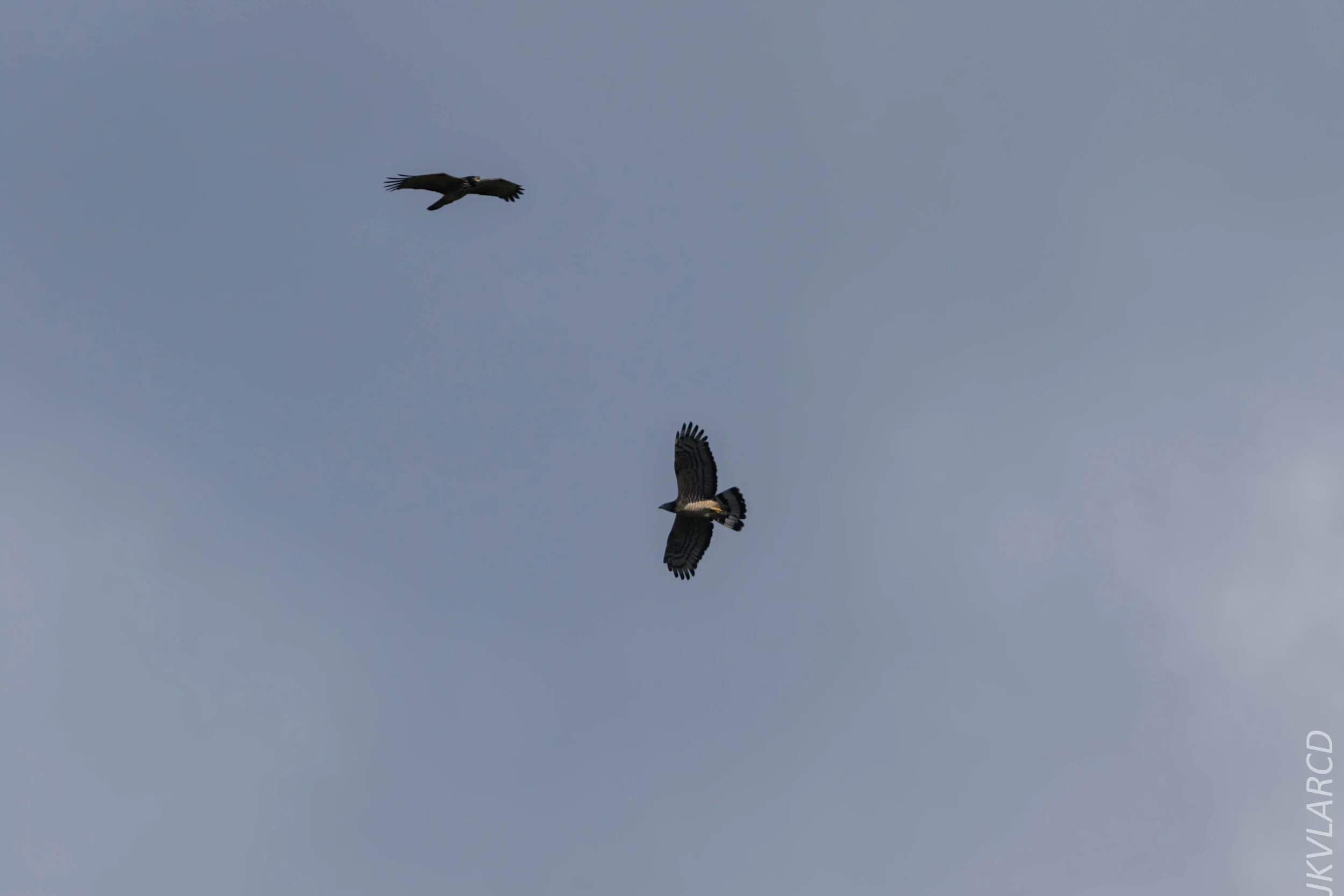 EOS 7D Mark II_2020_03_15_0158.jpg