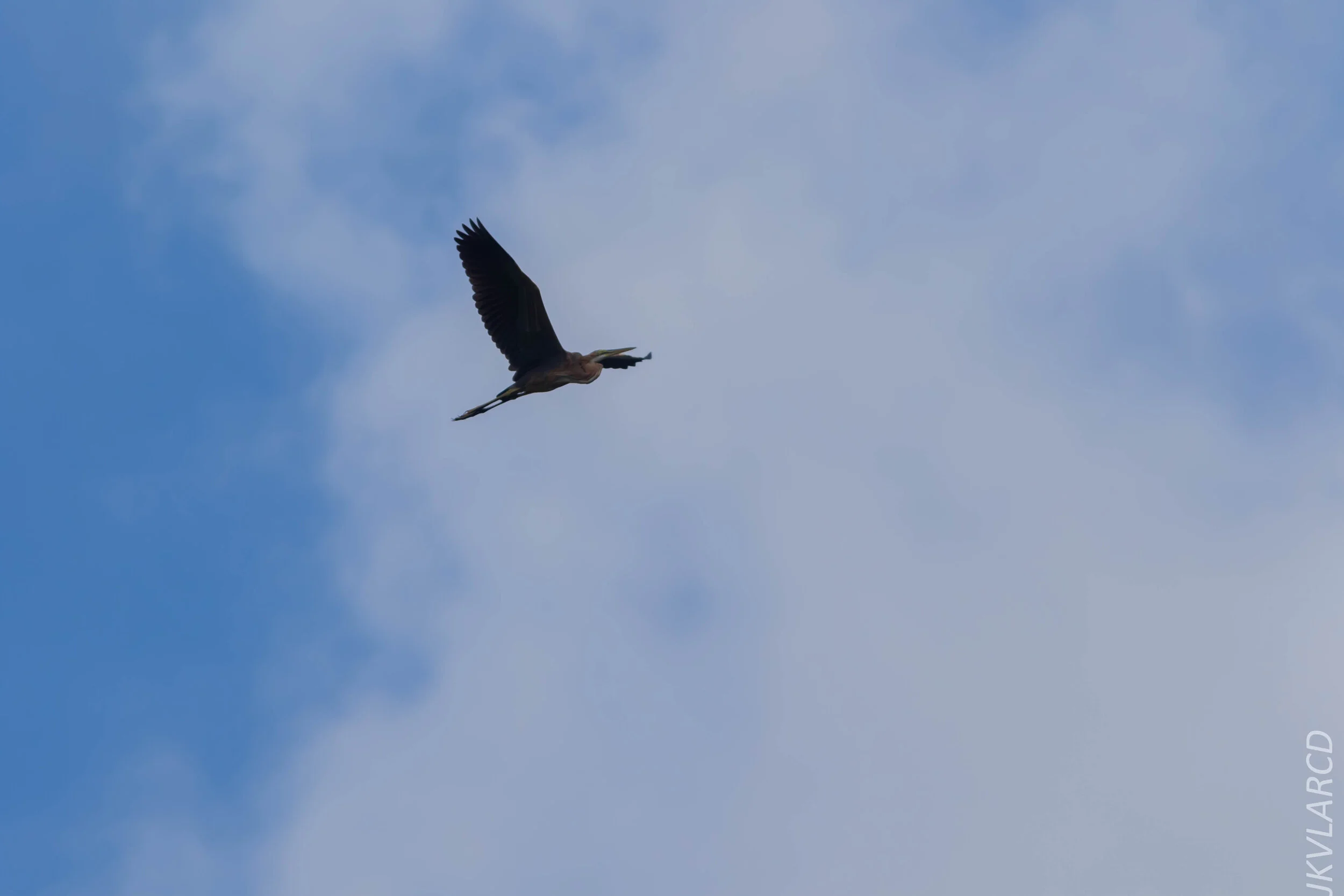 EOS 7D Mark II_2020_03_15_0165.jpg