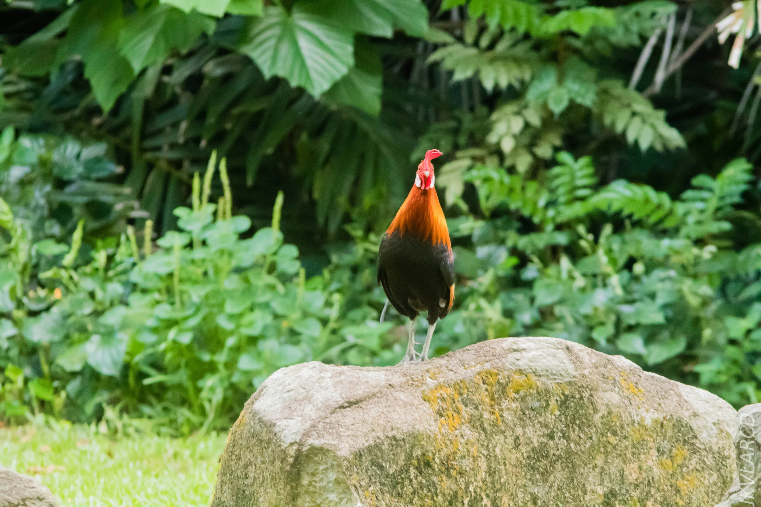 EOS 7D Mark II_2020_03_15_0192.jpg