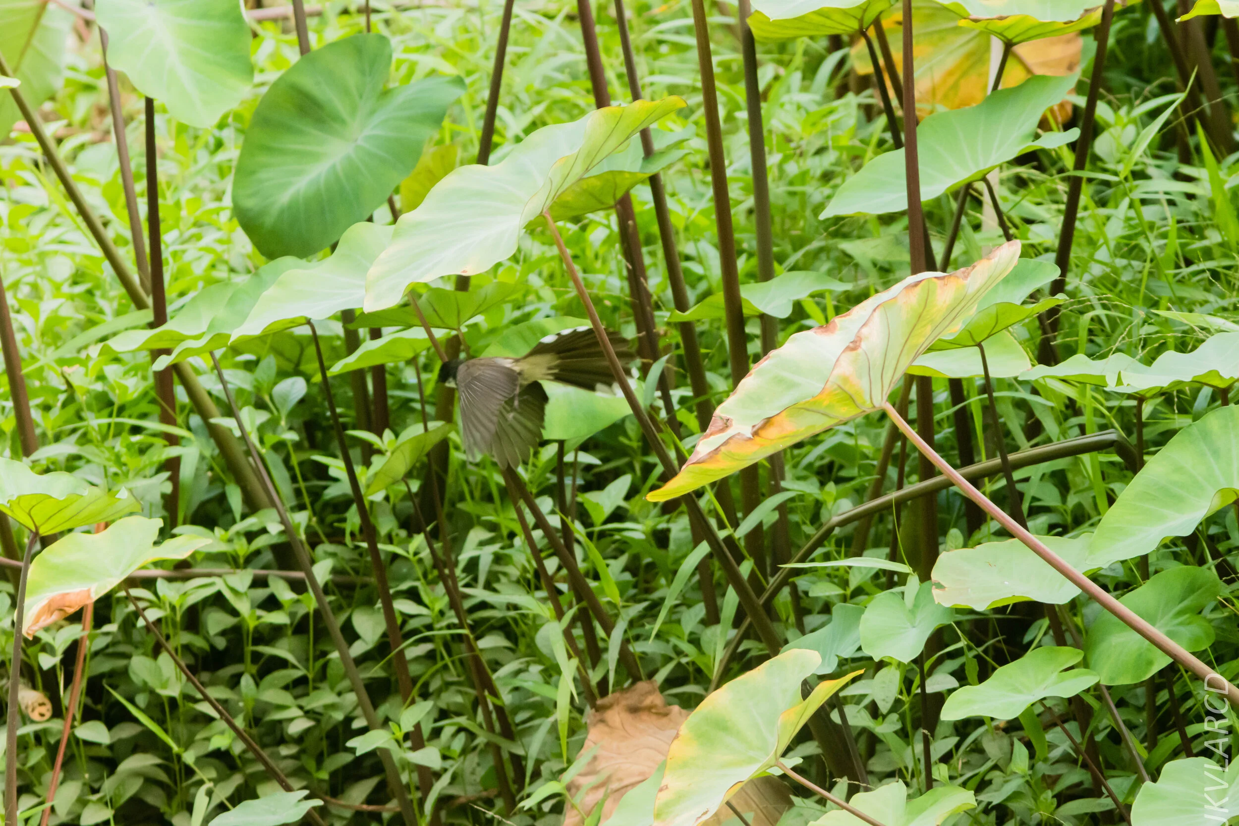 EOS 7D Mark II_2020_03_15_0212.jpg