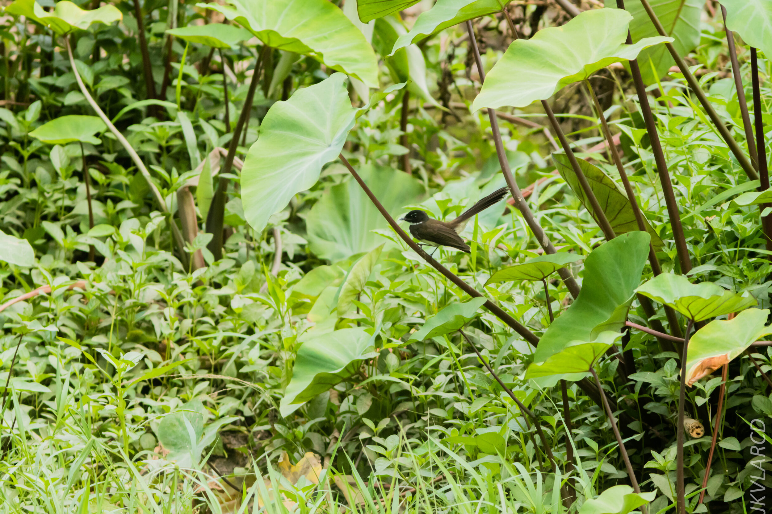 EOS 7D Mark II_2020_03_15_0214.jpg