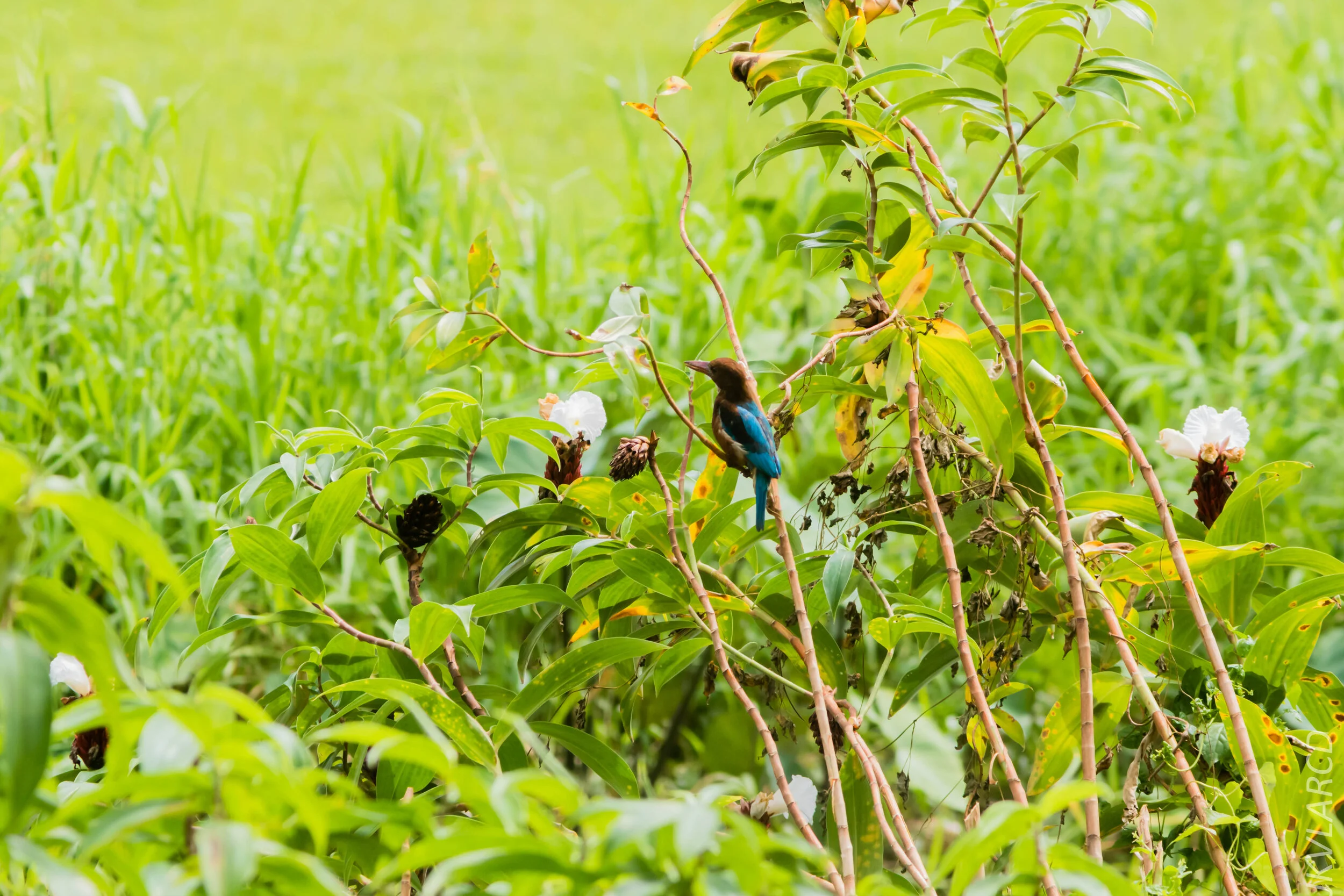 EOS 7D Mark II_2020_03_15_0220.jpg