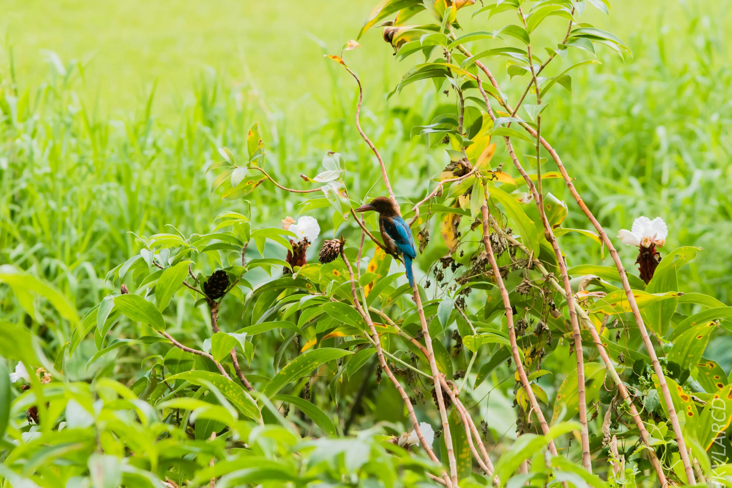 EOS 7D Mark II_2020_03_15_0224.jpg