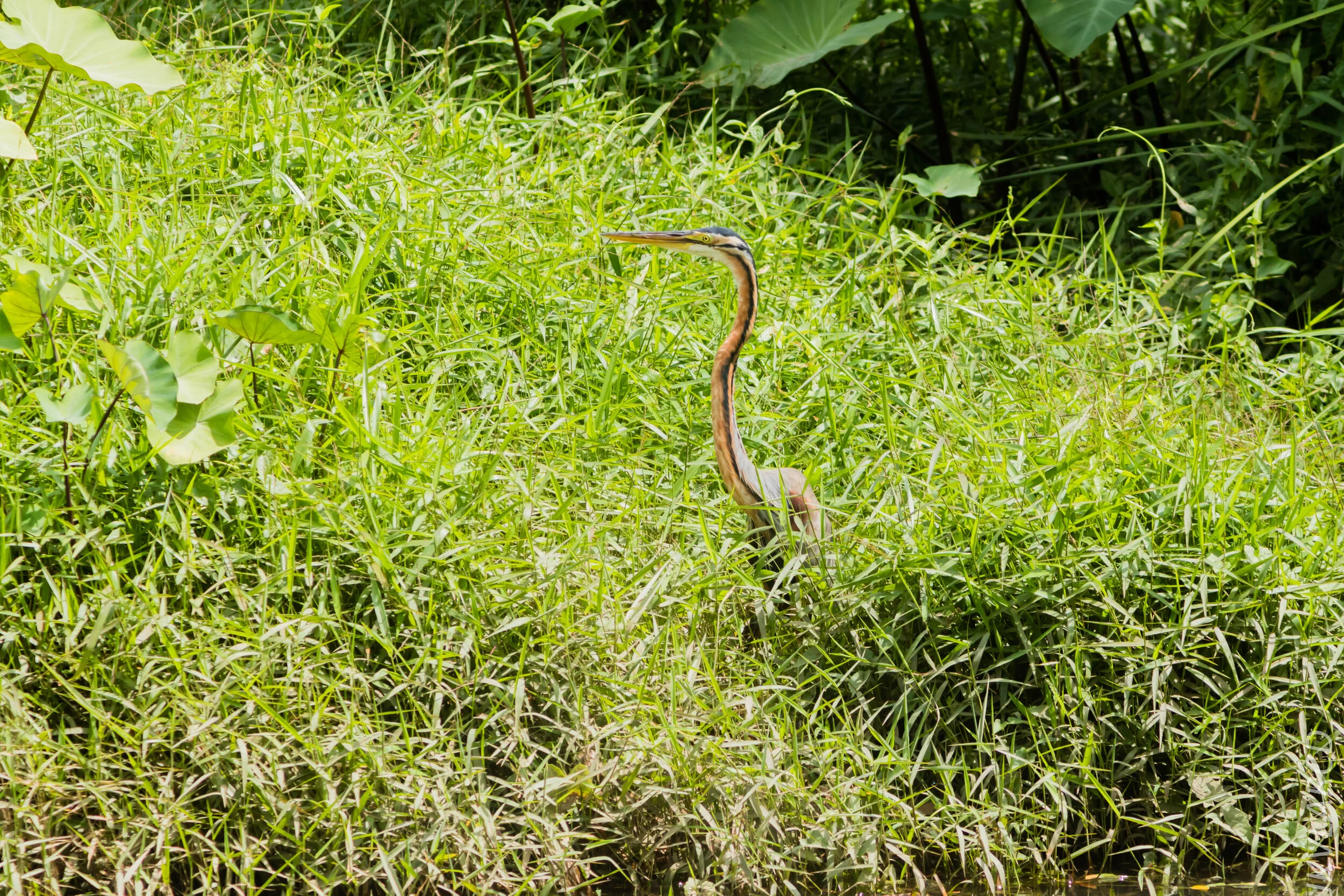 EOS 7D Mark II_2020_03_15_0231.jpg