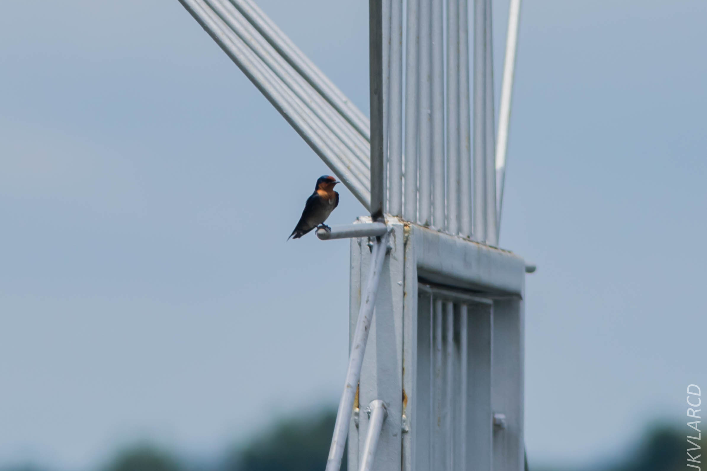 EOS 7D Mark II_2020_03_15_0235.jpg