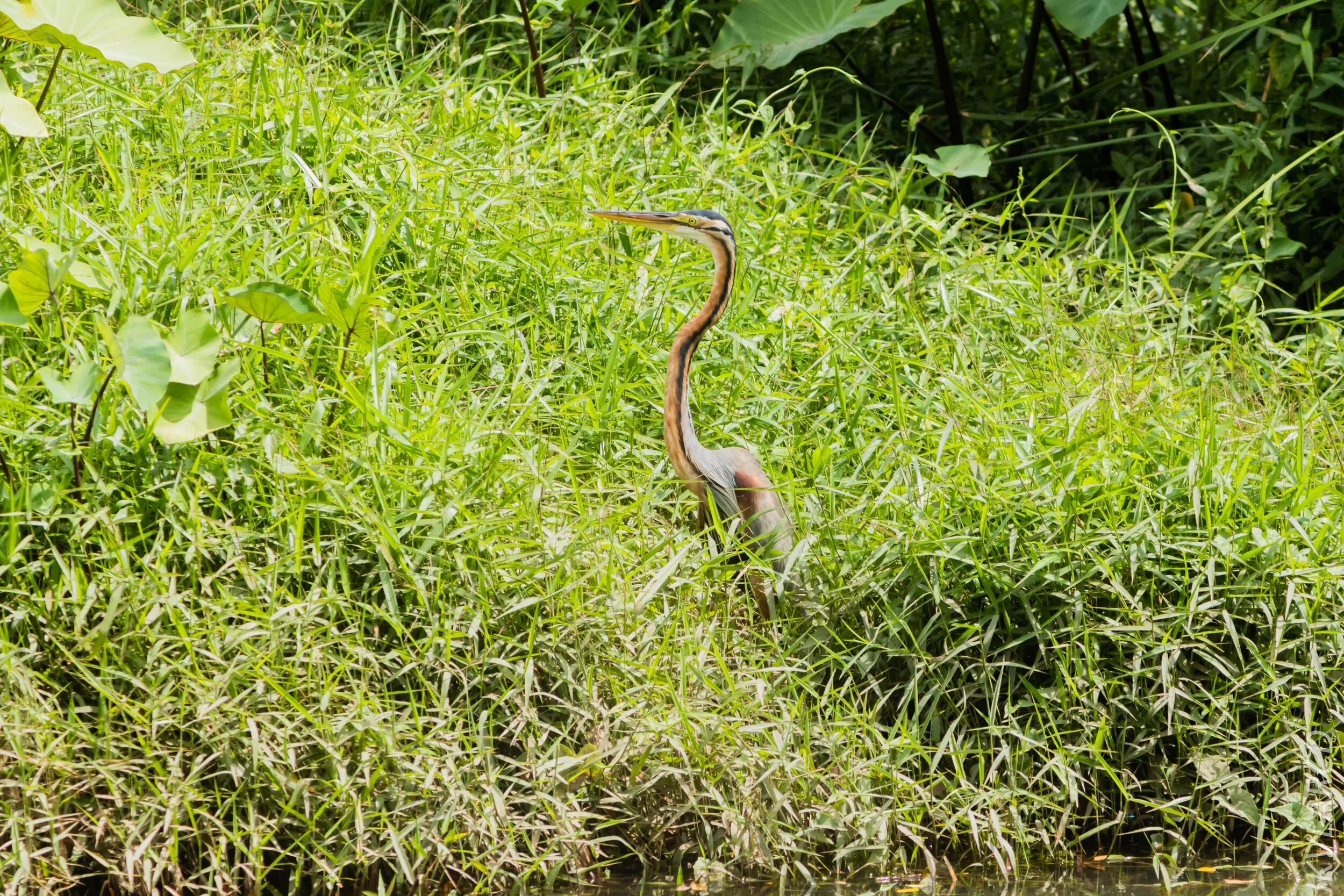 EOS 7D Mark II_2020_03_15_0233.jpg