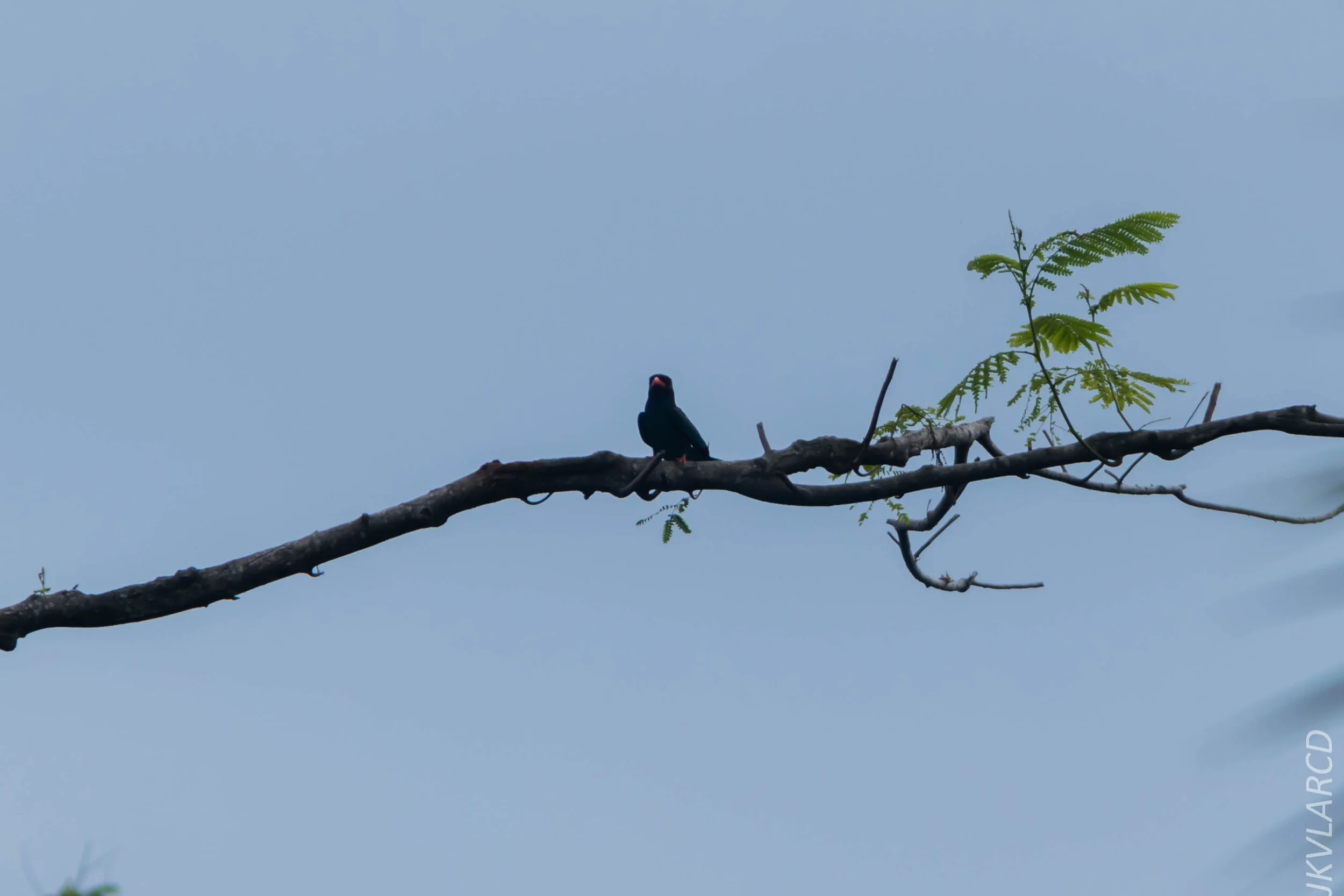 EOS 7D Mark II_2020_03_15_0277.jpg