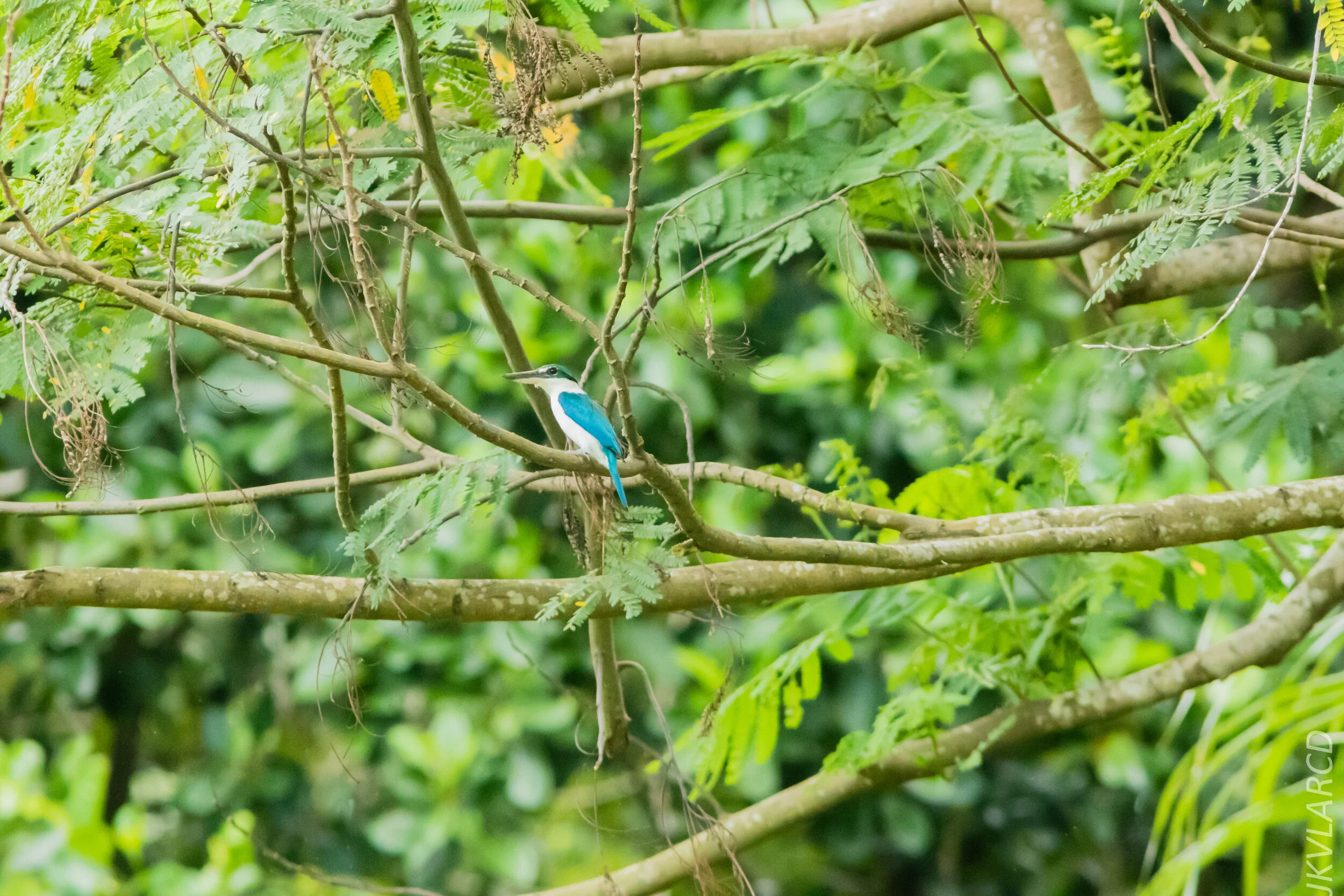 EOS 7D Mark II_2020_03_15_0281.jpg