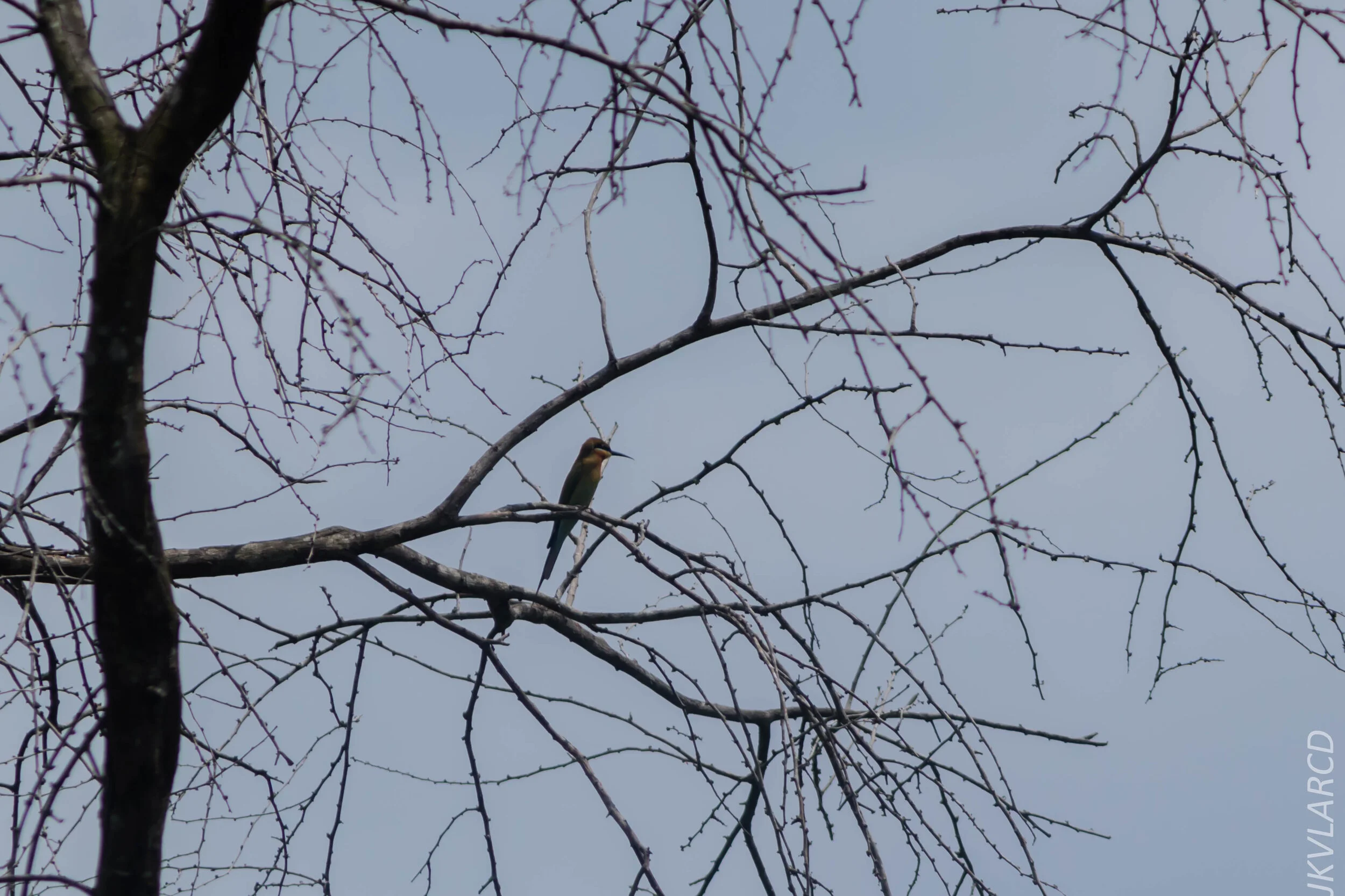 EOS 7D Mark II_2020_03_15_0300.jpg