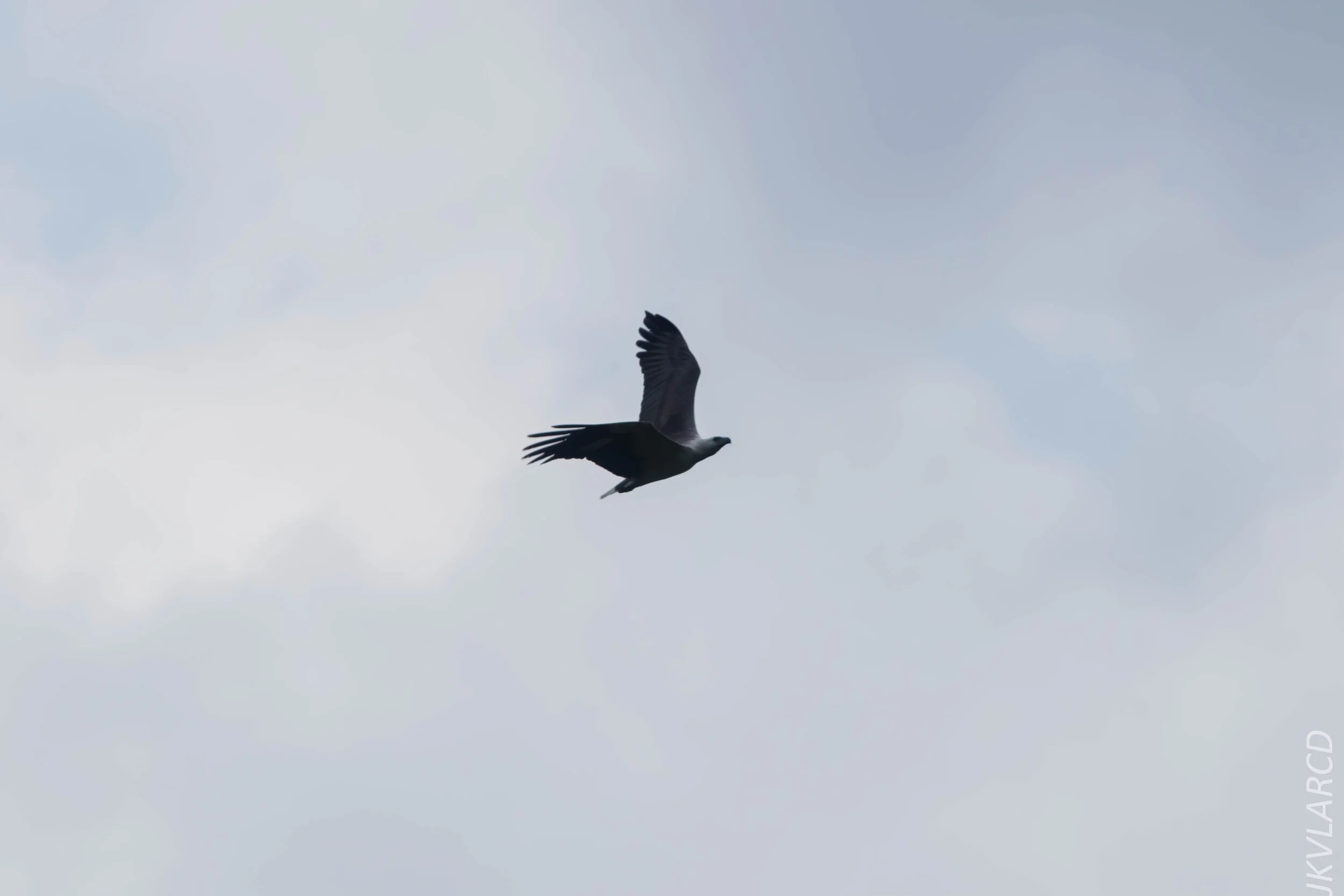 EOS 7D Mark II_2020_03_15_0323.jpg