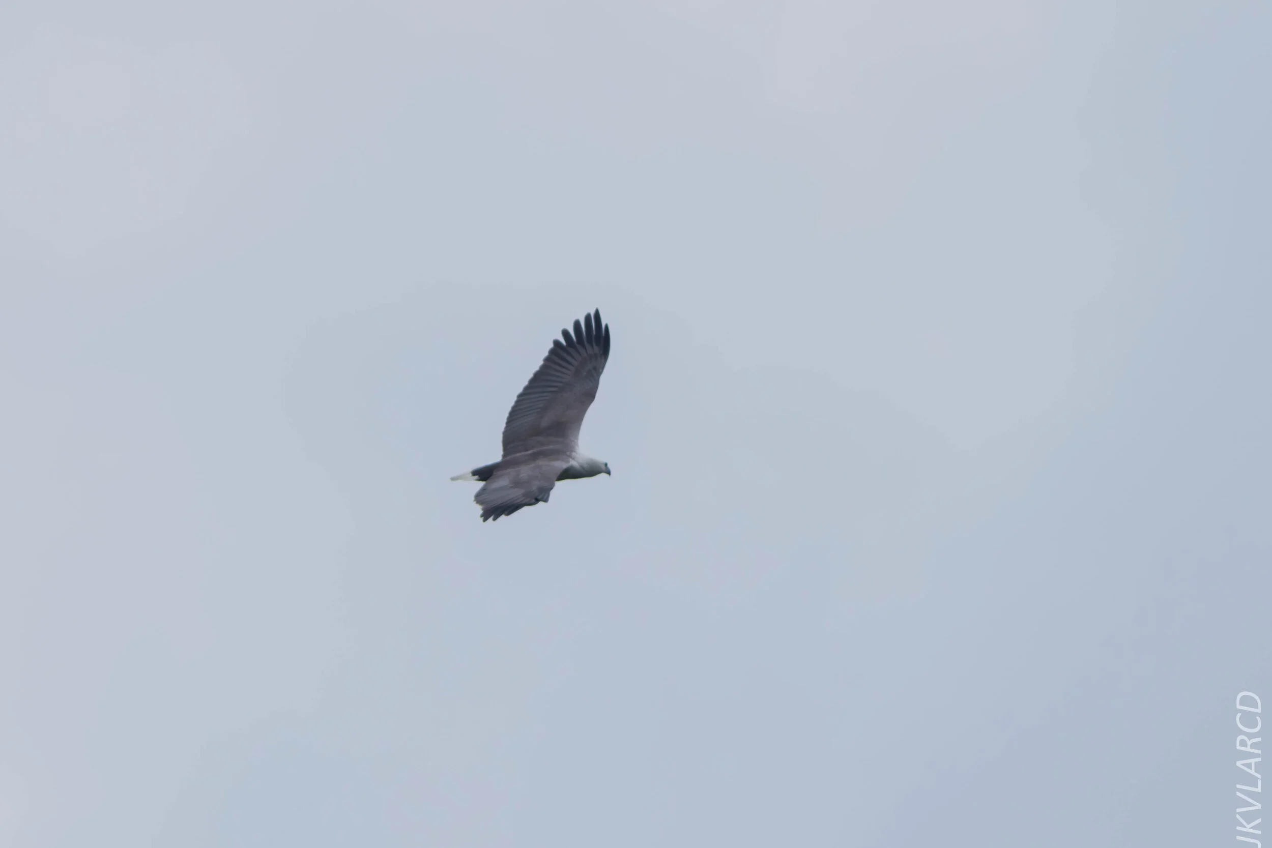 EOS 7D Mark II_2020_03_15_0337.jpg