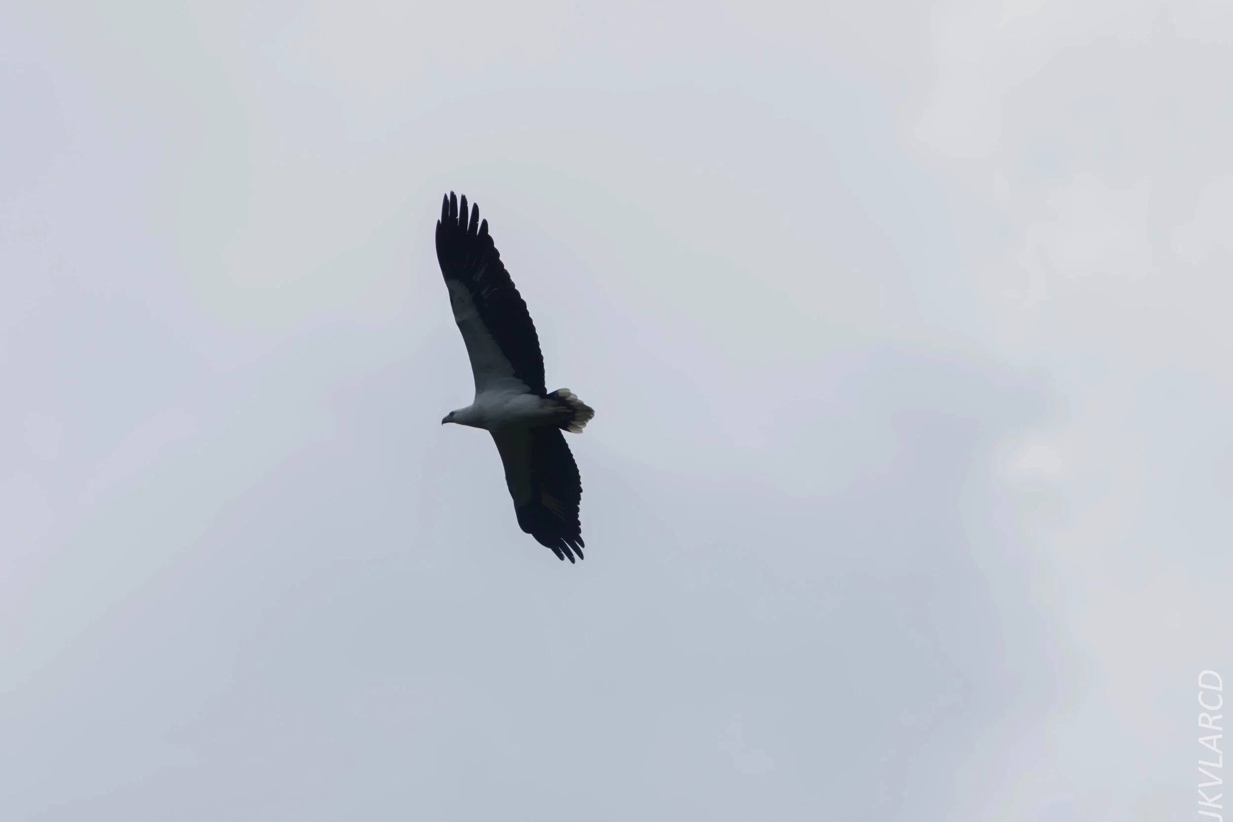 EOS 7D Mark II_2020_03_15_0331.jpg