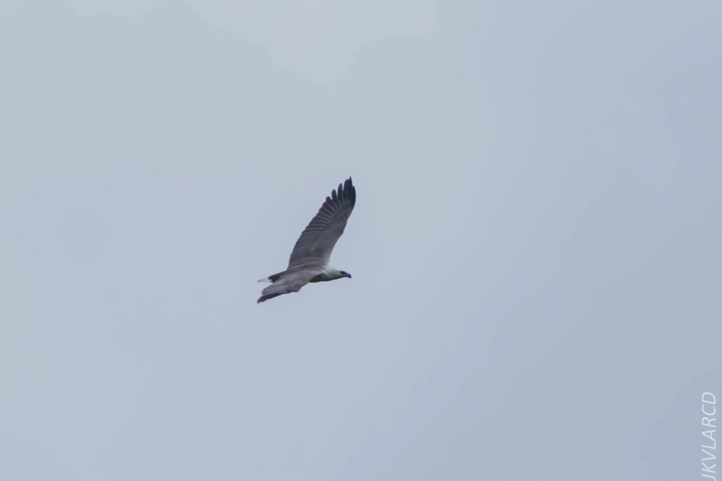 EOS 7D Mark II_2020_03_15_0338.jpg