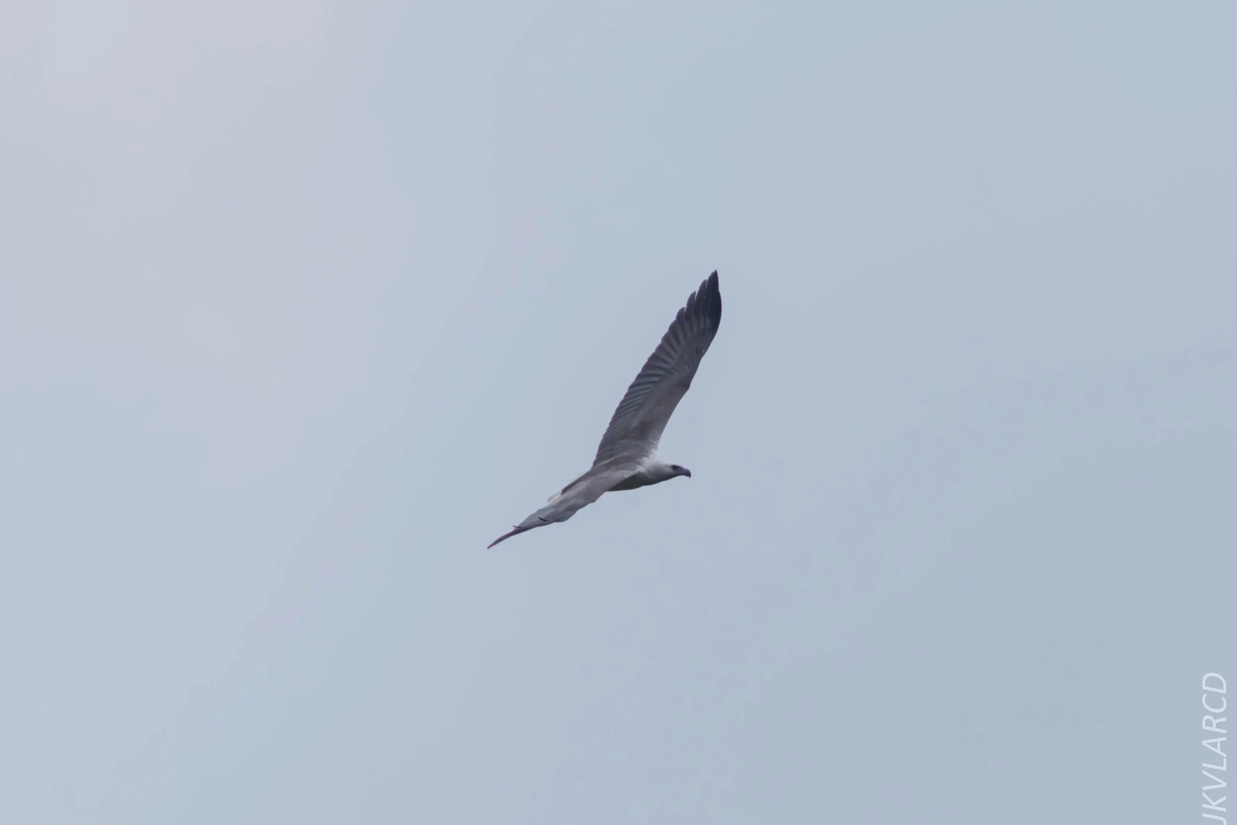 EOS 7D Mark II_2020_03_15_0340.jpg