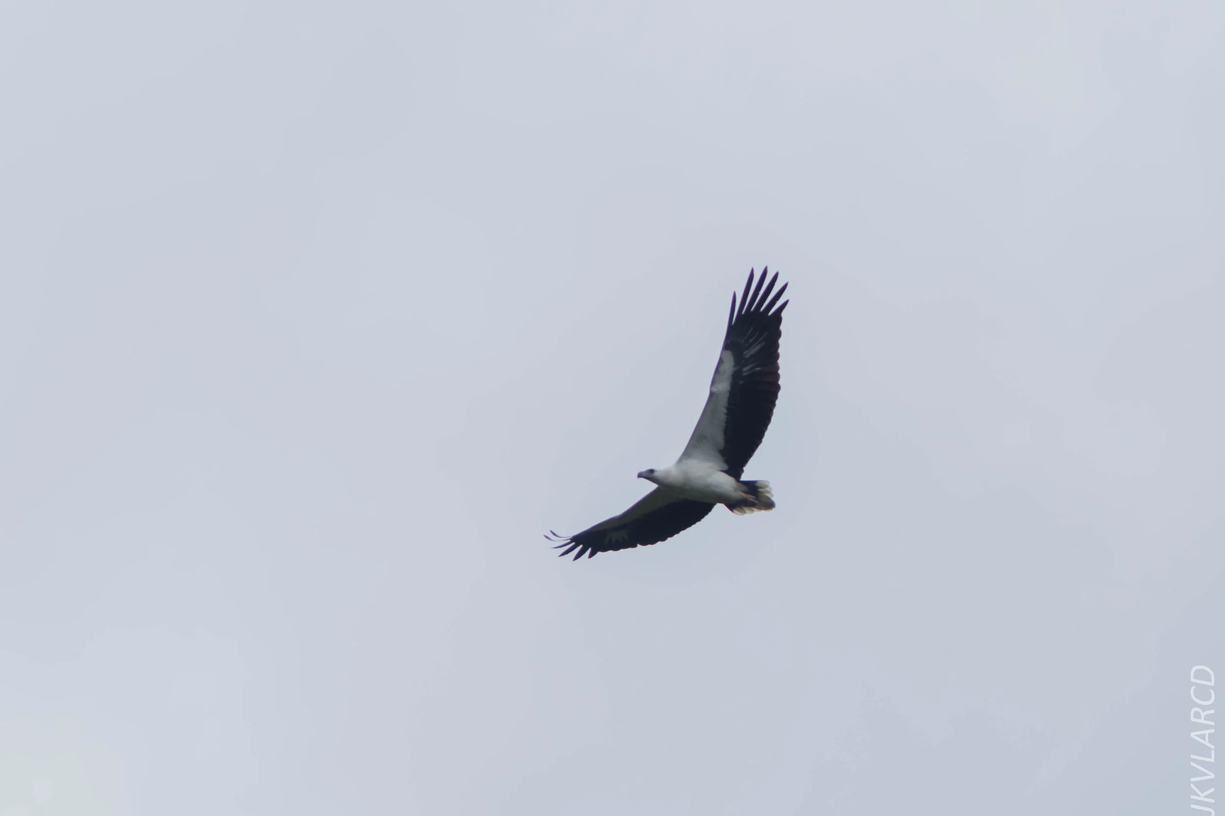 EOS 7D Mark II_2020_03_15_0349.jpg