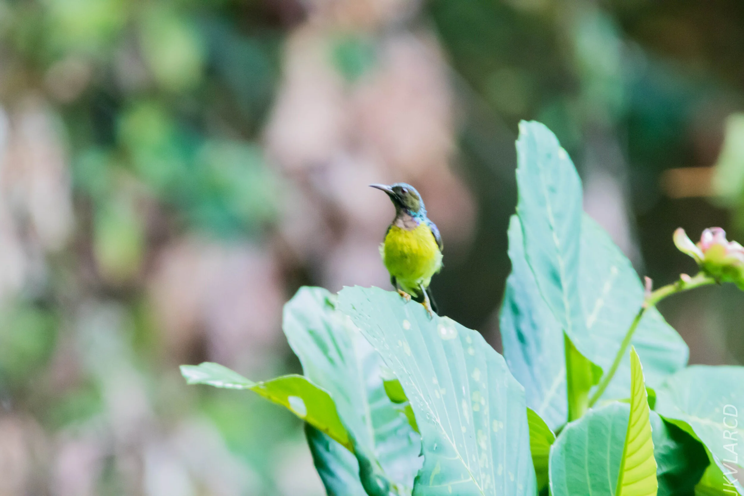 EOS 7D Mark II_2020_07_25_1145.jpg