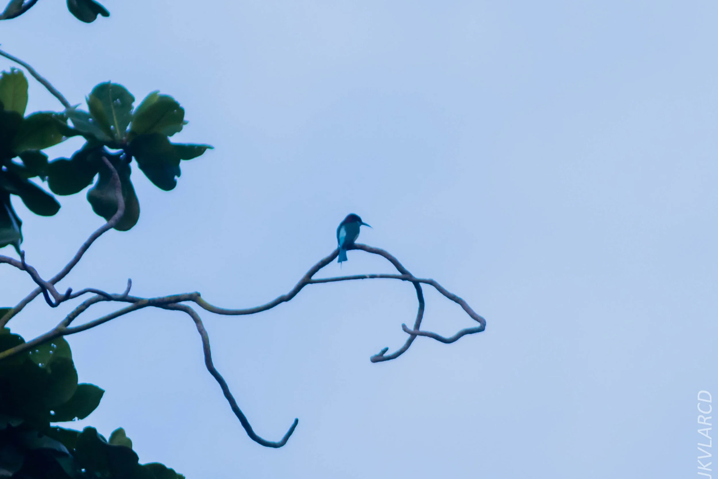 EOS 7D Mark II_2020_07_25_1195.jpg