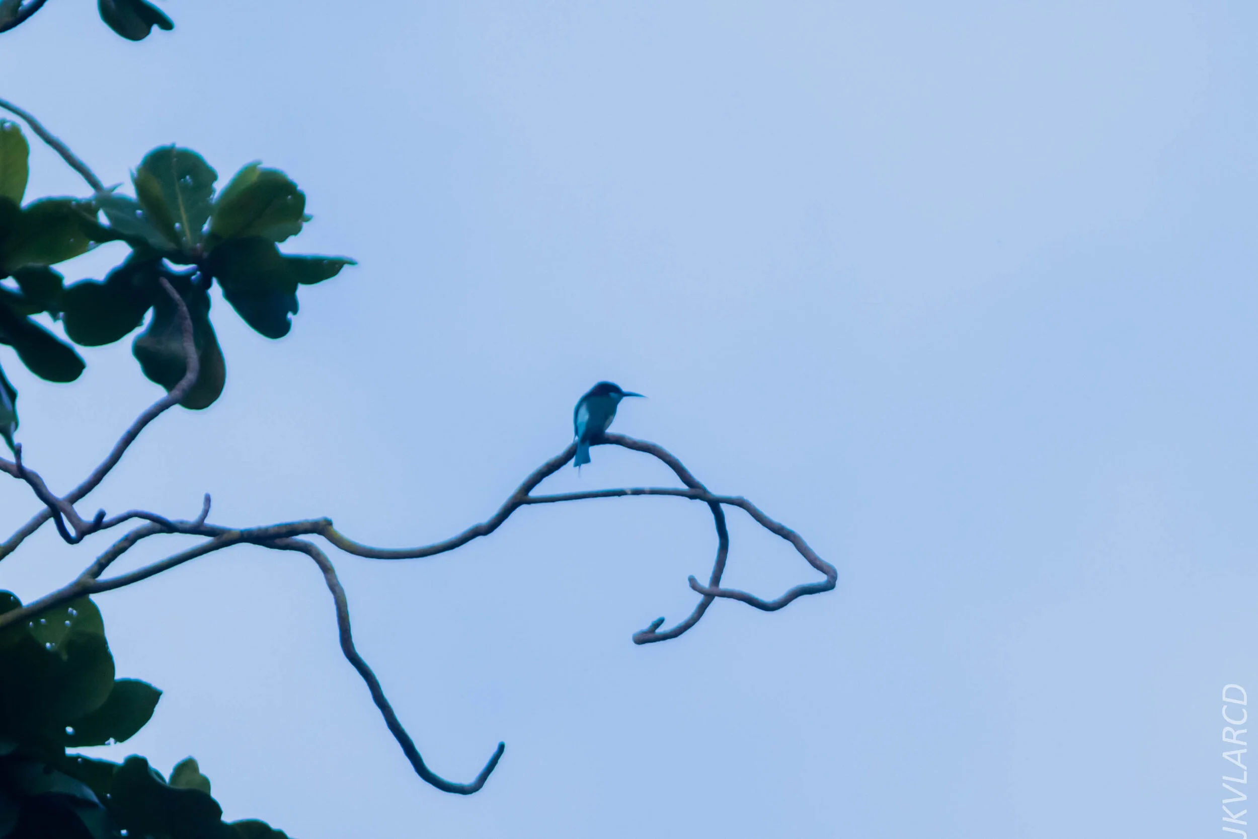 EOS 7D Mark II_2020_07_25_1197.jpg