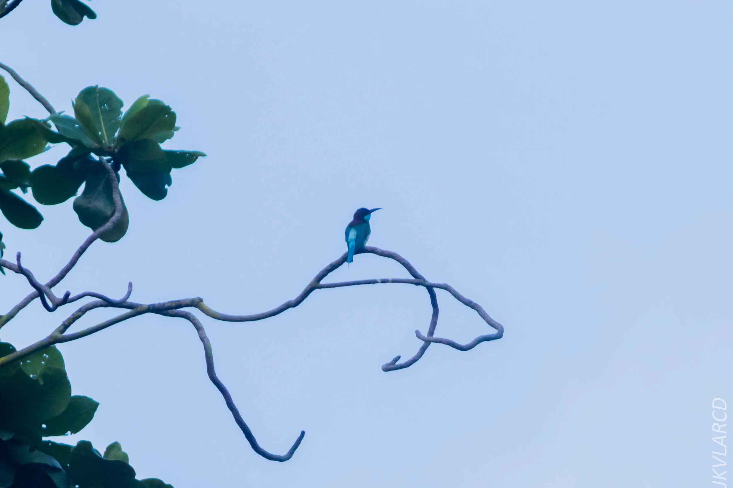 EOS 7D Mark II_2020_07_25_1226.jpg