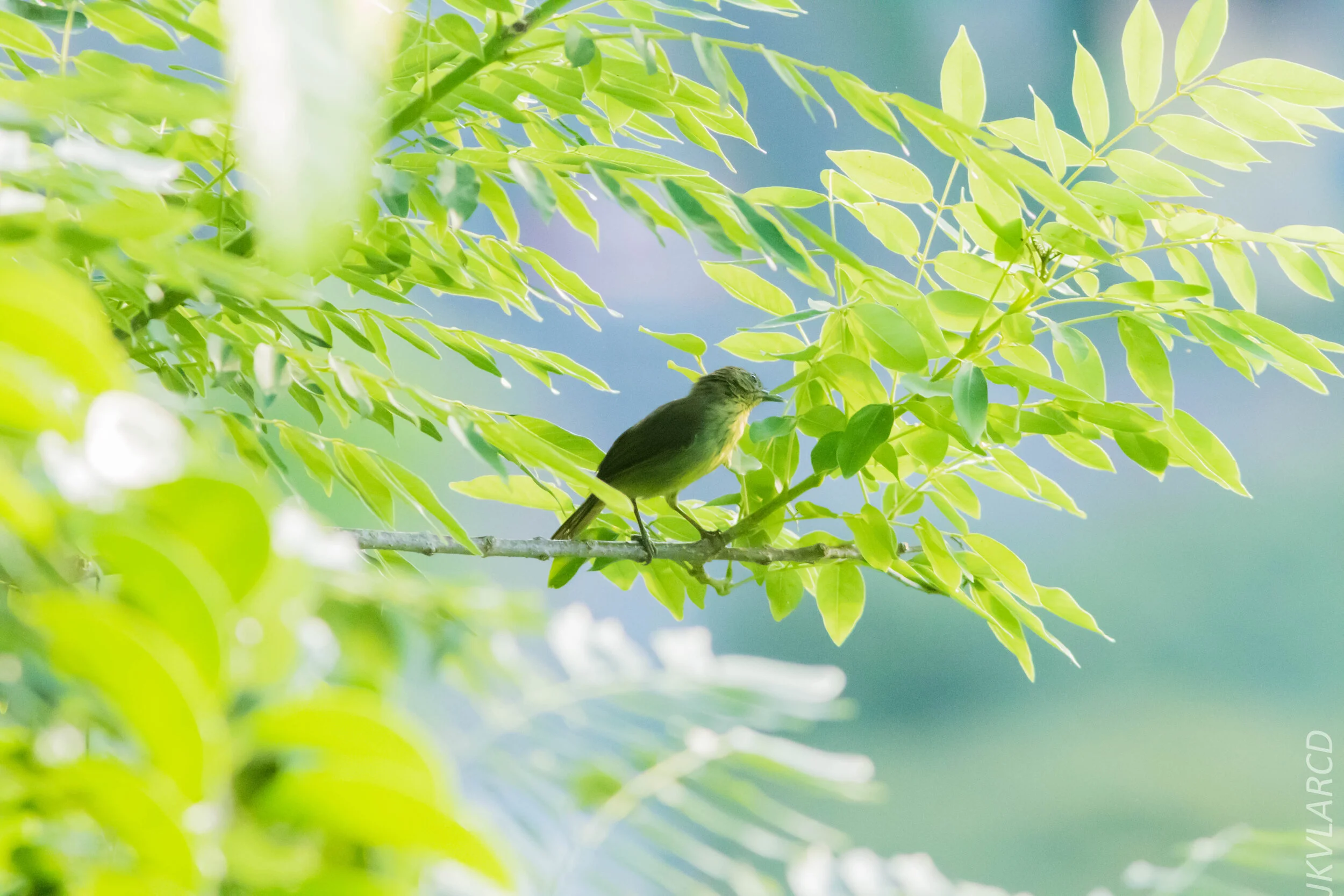 EOS 7D Mark II_2020_07_25_1251.jpg