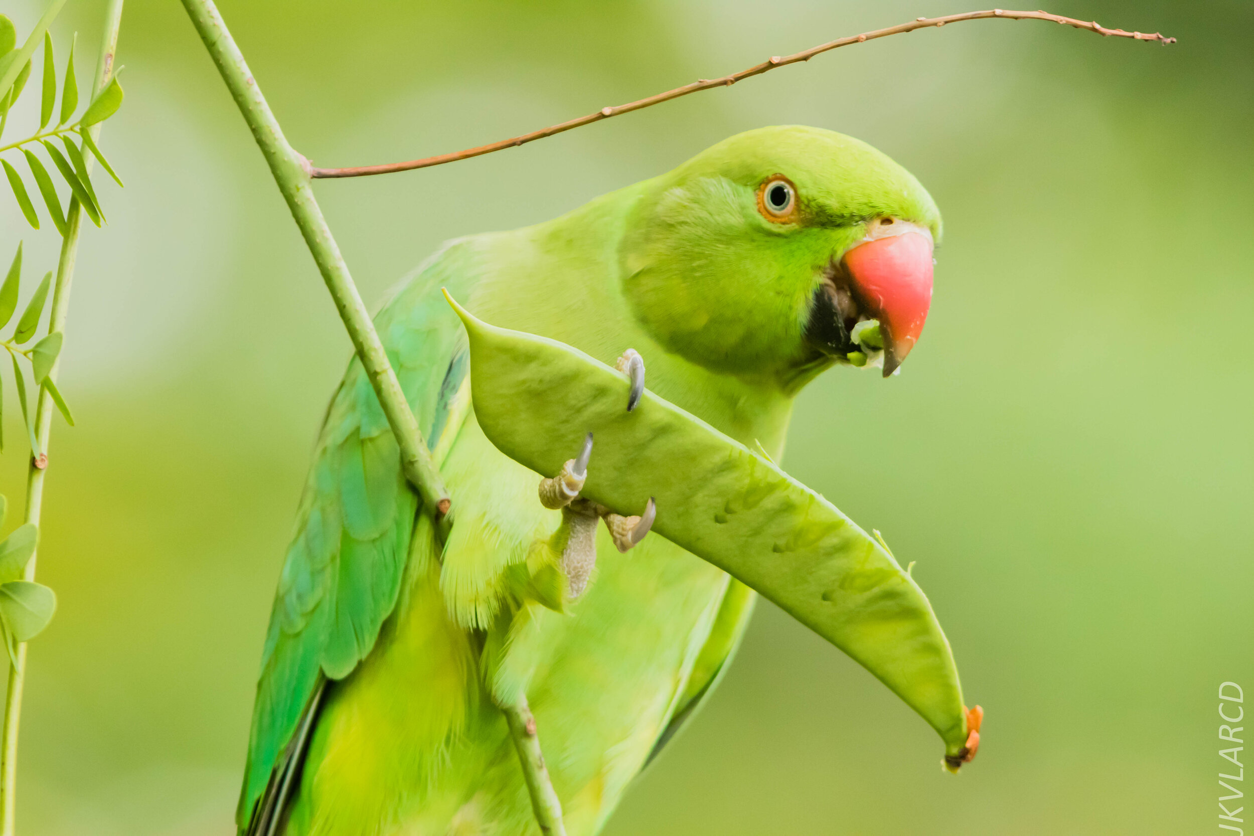 EOS 7D Mark II_2020_07_25_1319.jpg