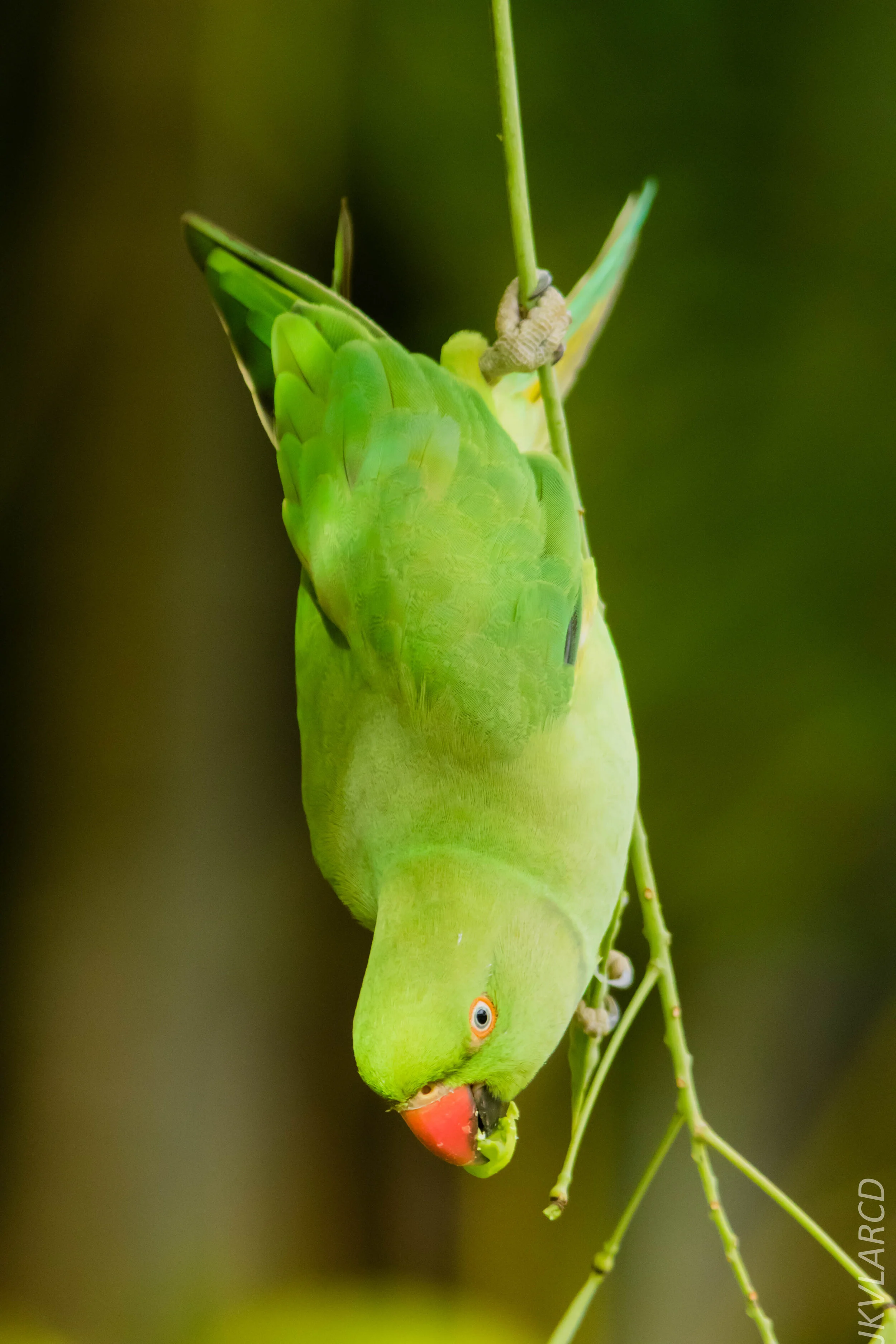 EOS 7D Mark II_2020_07_25_1336.jpg